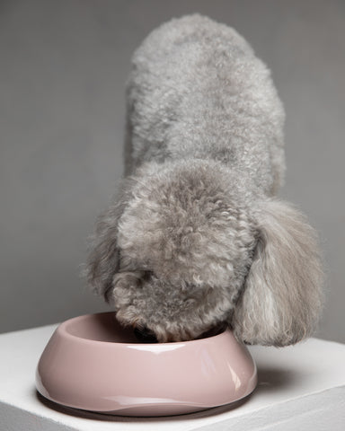 Sarah - Bol en céramique pour chien