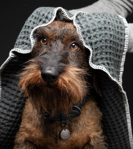 Sally Dotto par Paola NAVONE - Serviettes pour chiens