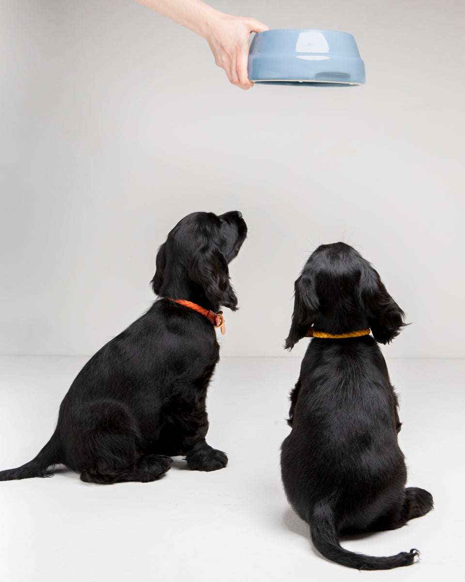 Sebastiao Ceramic Dog Bowl