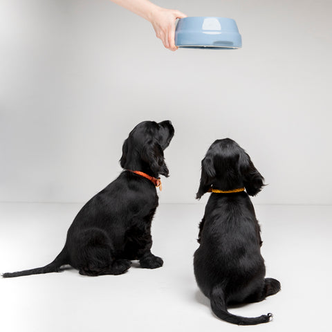 Sebastião - Ciotola per cani