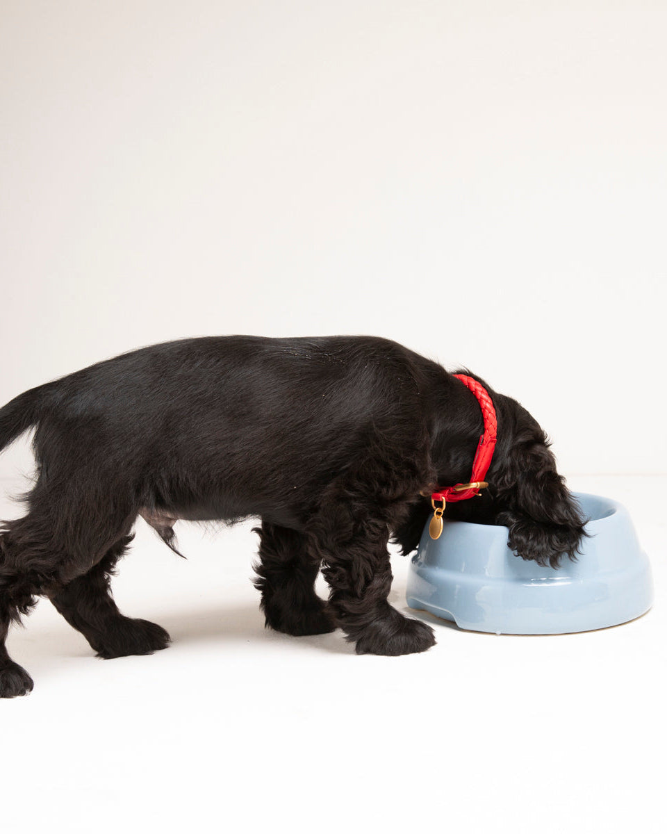 Sebastiao Ceramic Dog Bowl