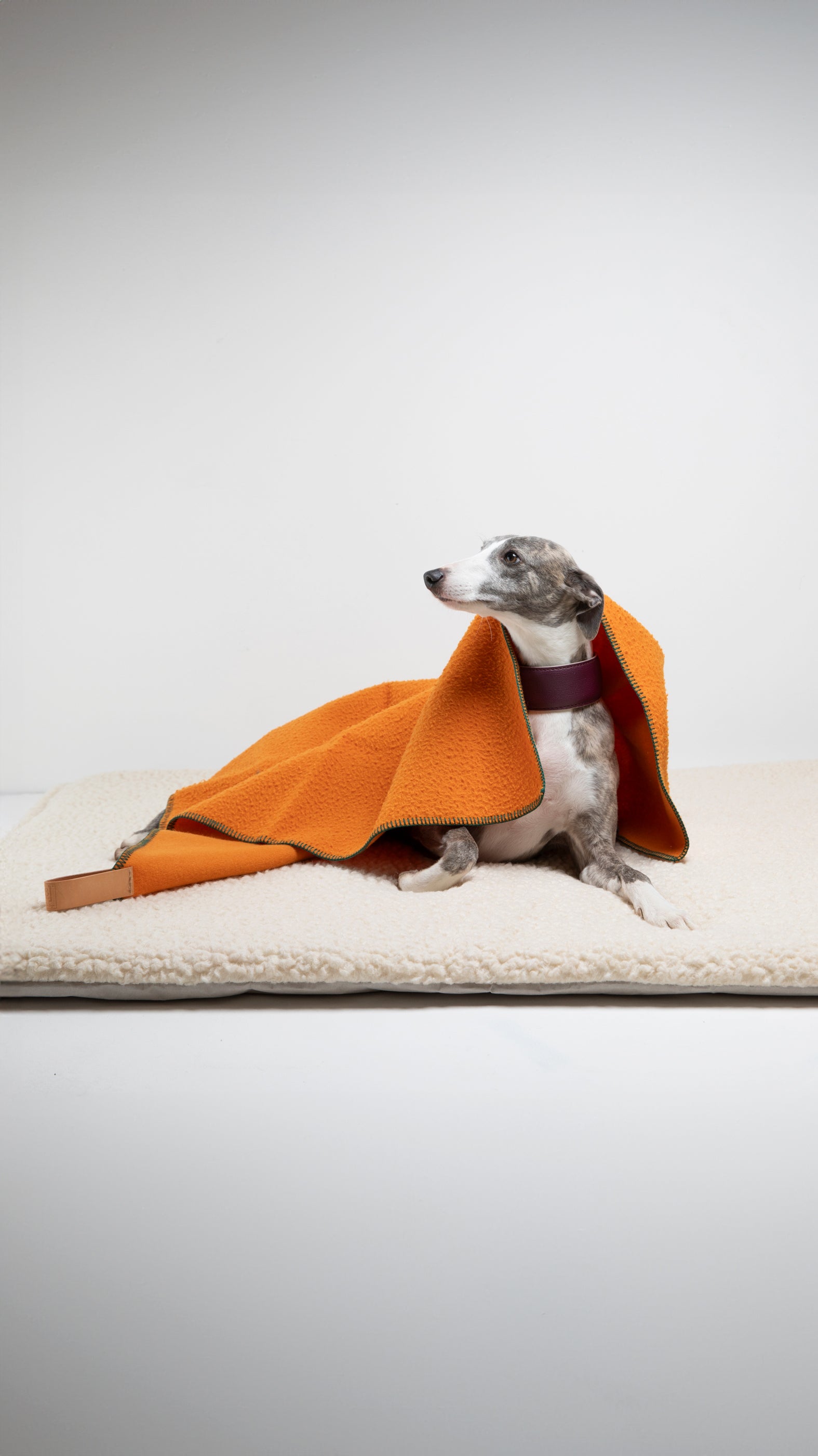 dog-blanket_2_di_2_a5427f6f-f75e-4882-b23c-541d02ce6855.jpg