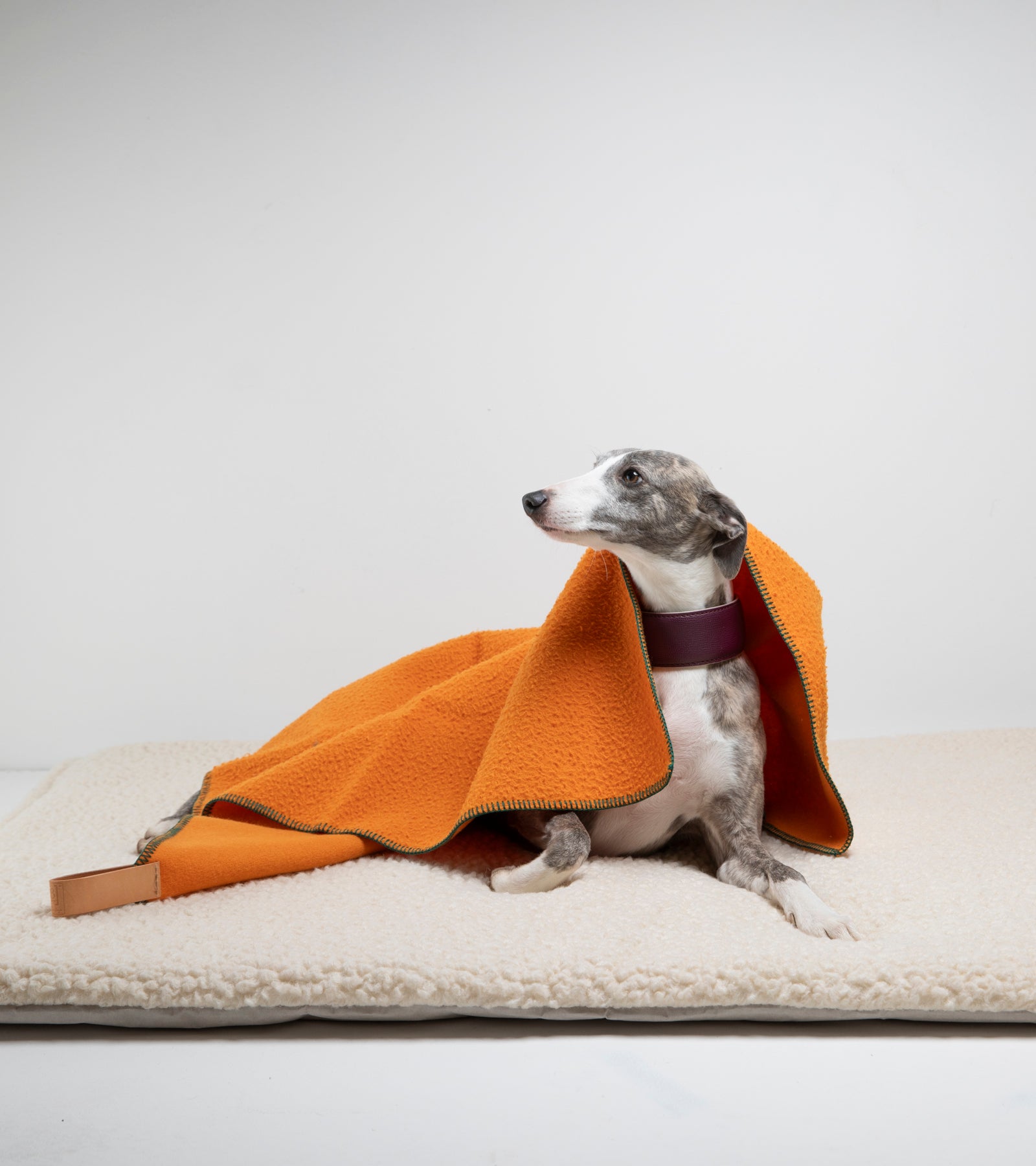 dog-blanket_2_di_2_b2b1ce04-4bc9-4ca0-adaa-fab2c23487f6.jpg