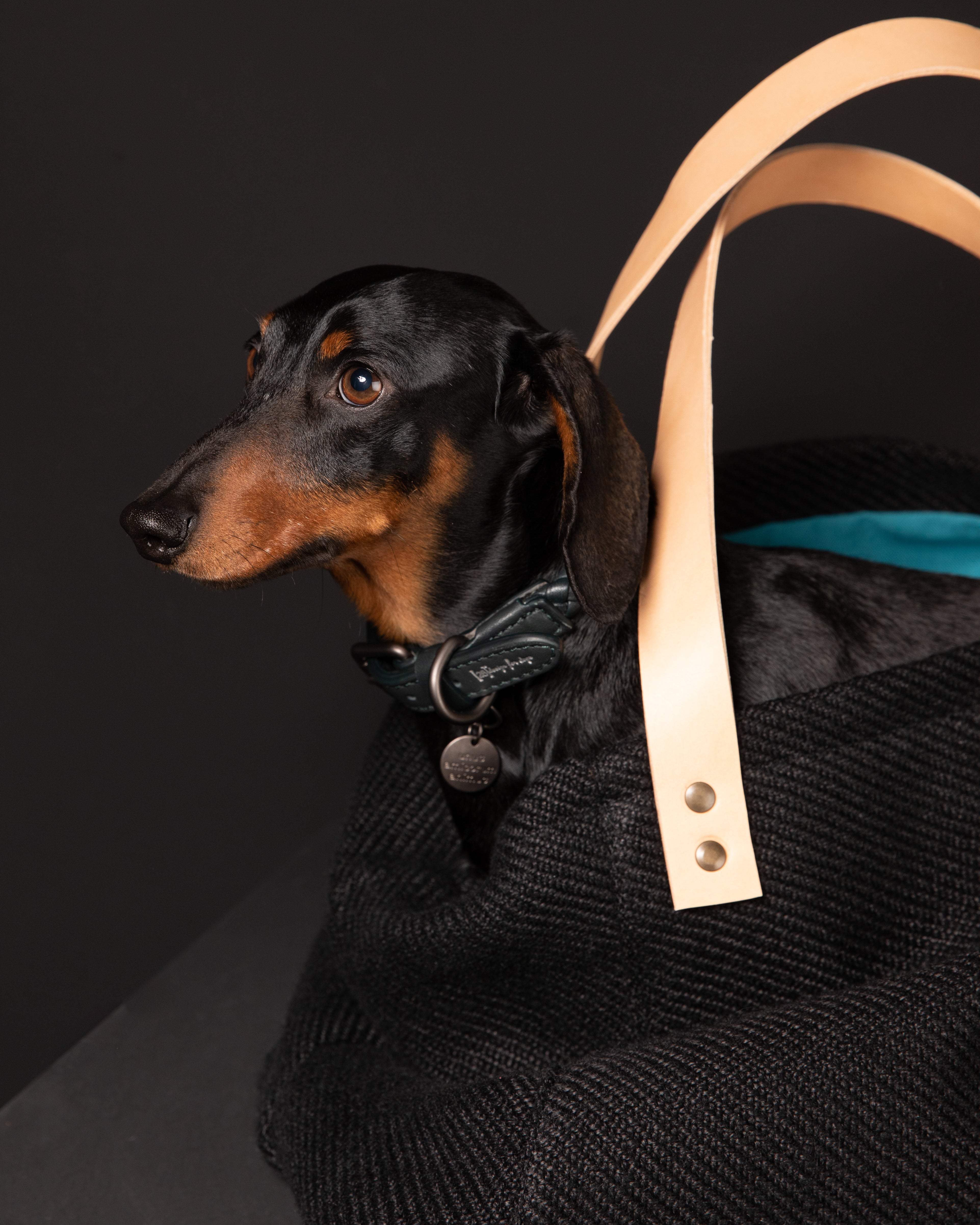 49 Migliori borsa per cani nel 2024 (recensioni, opinioni, prezzi 49 Migliori borsa per cani nel 2024 (recensioni, opinioni, prezzi