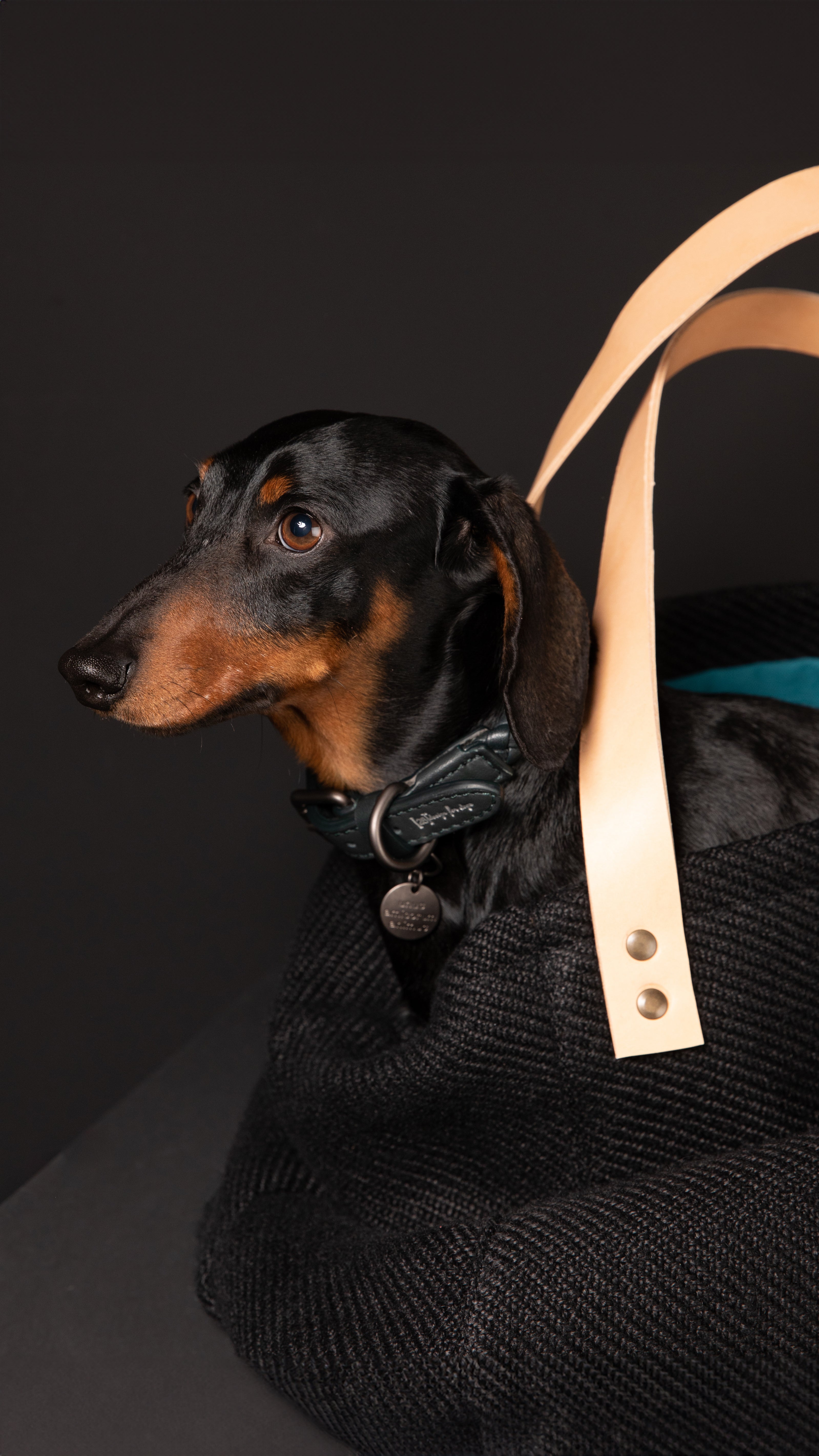 dog-carrier-black_f41cc5a0-a5e6-48e1-9e4e-f5c68e65b2eb.jpg