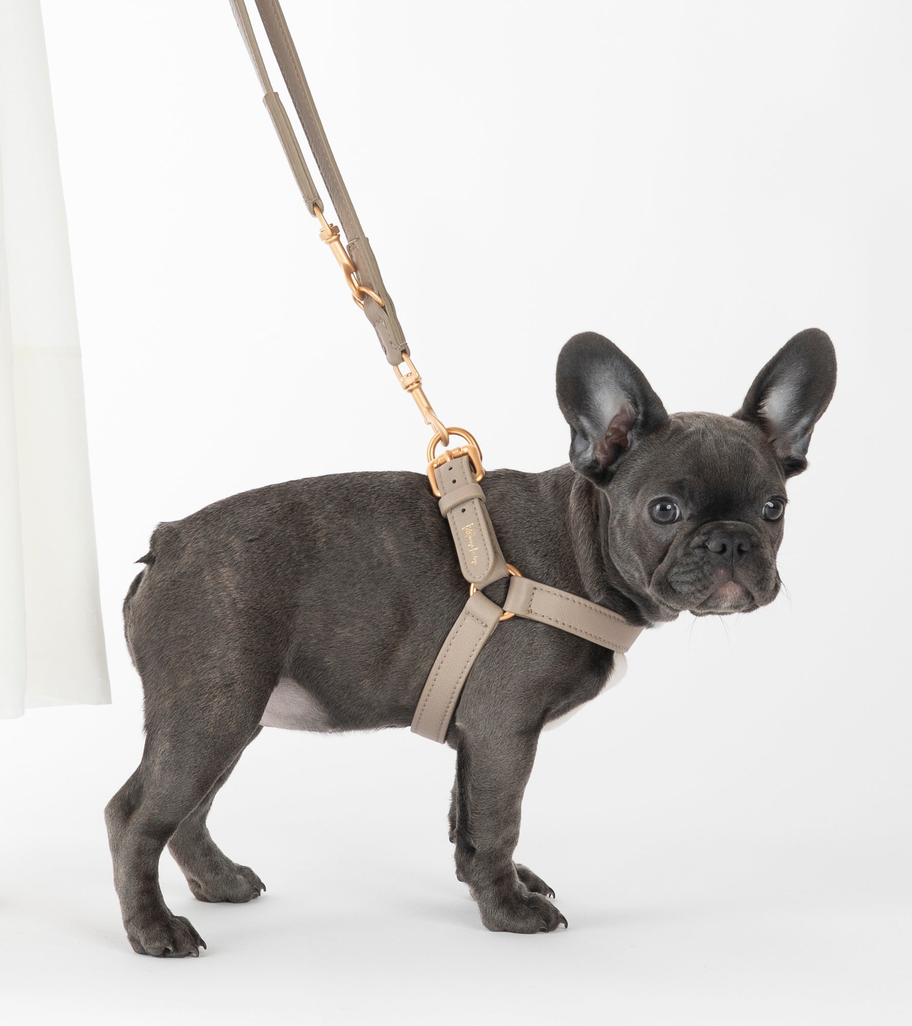 dog-harnesses-4.jpg