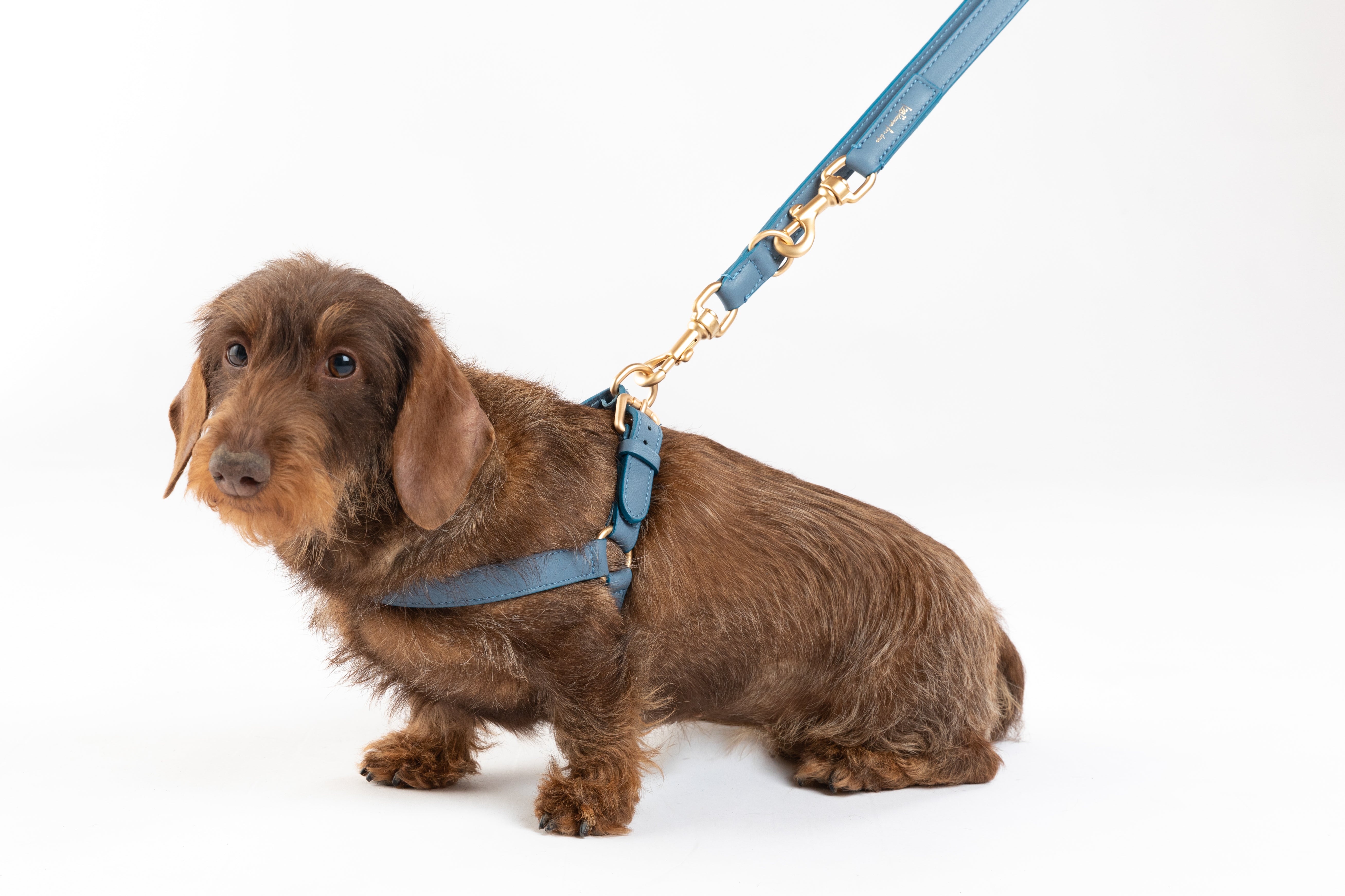 dog-harnesses-nappa_d393762e-6084-4838-973d-0575f60090fd.jpg