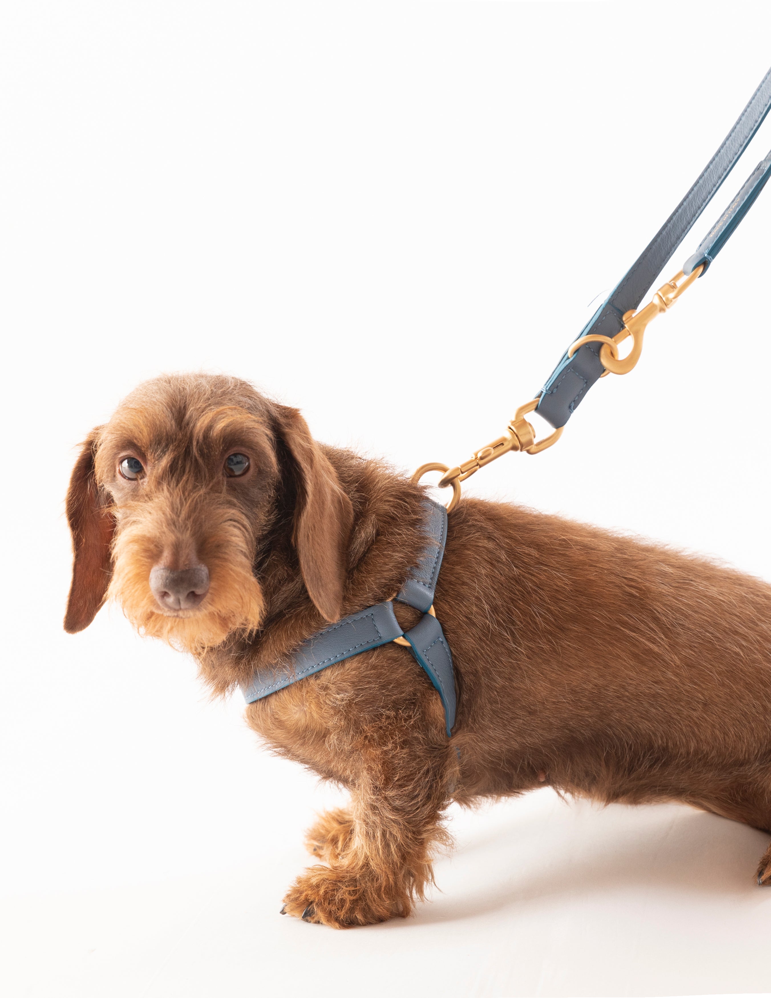 dog-harnesses_1_di_1.jpg