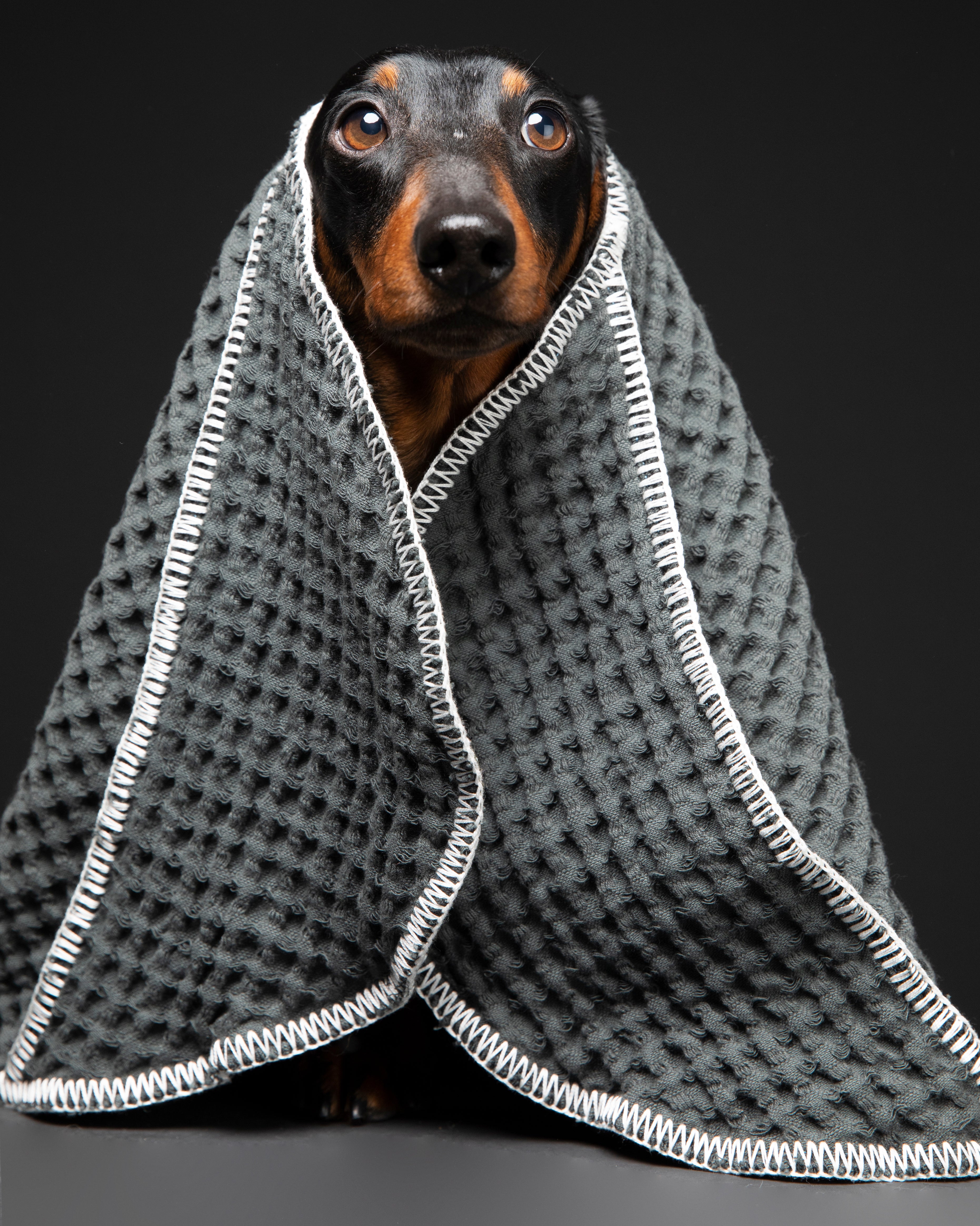 dog-towel-desig-grey.jpg