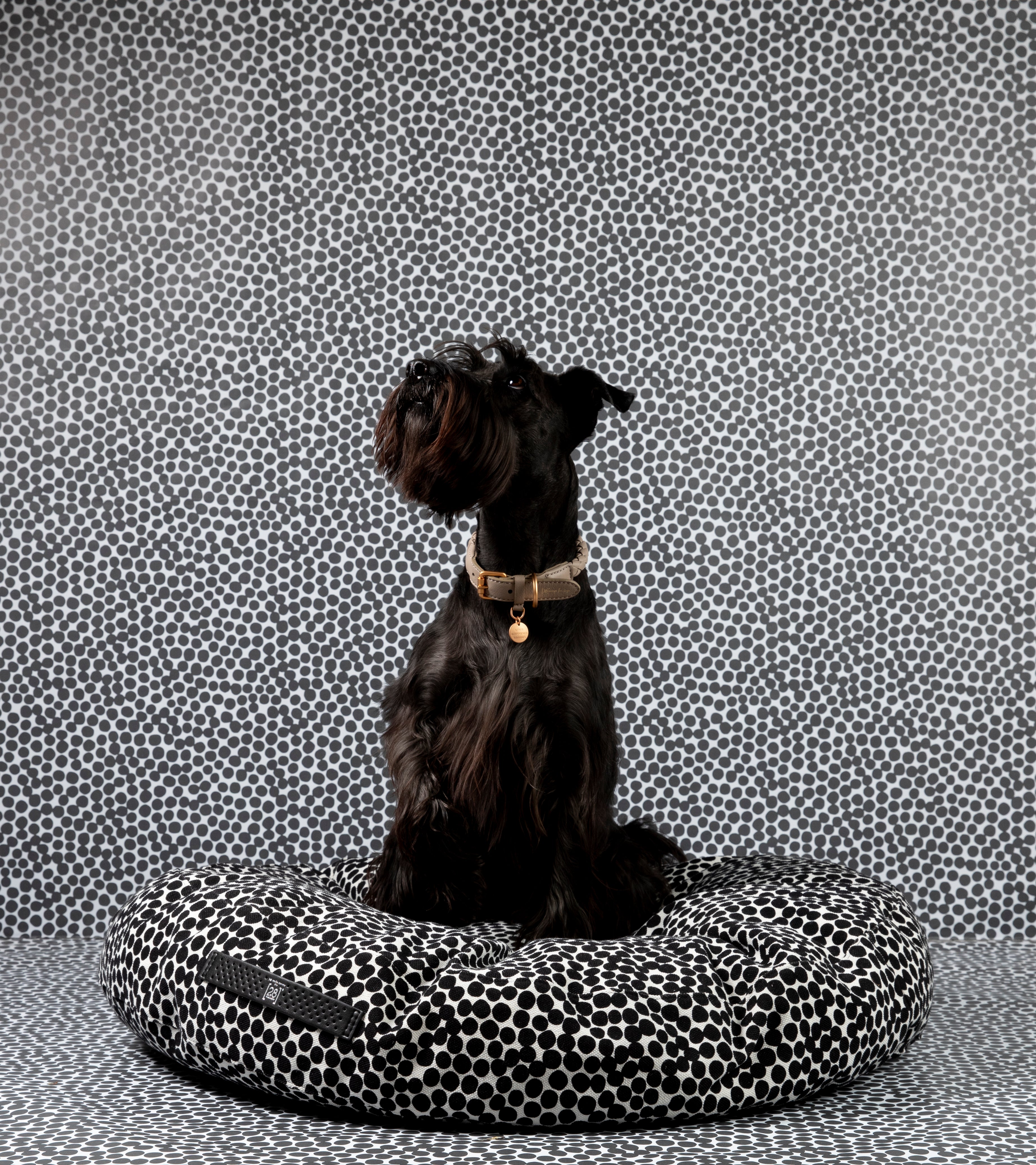 dotto-collection-paola-navone-dog-cushion-1.jpg