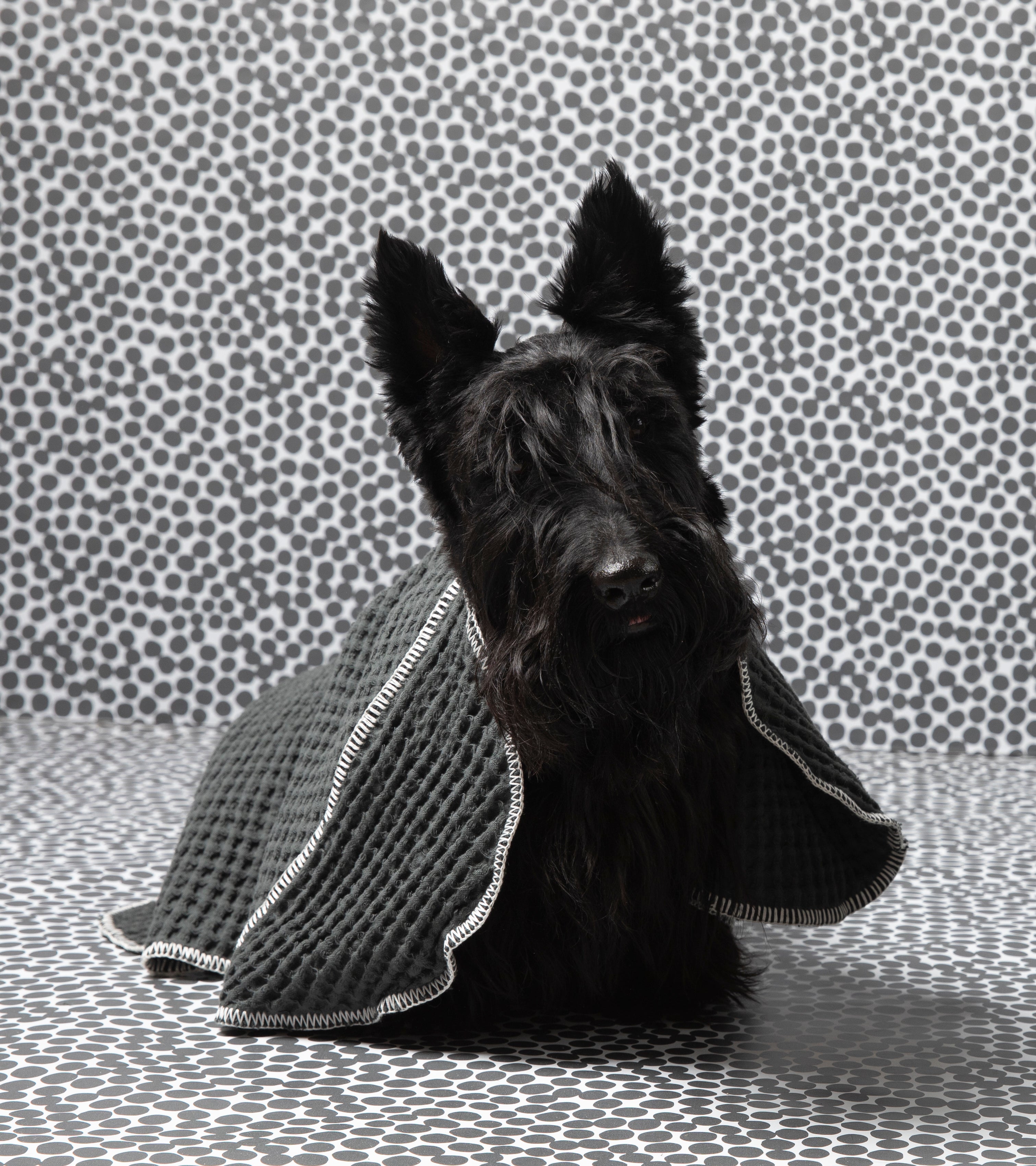 dotto-collection-paola-navone-dog-towel.jpg