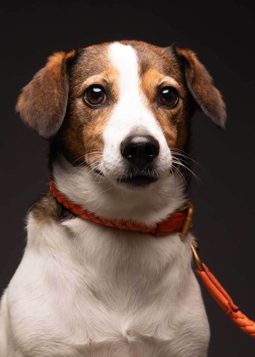 Ferdinando - Braided Leather Collar