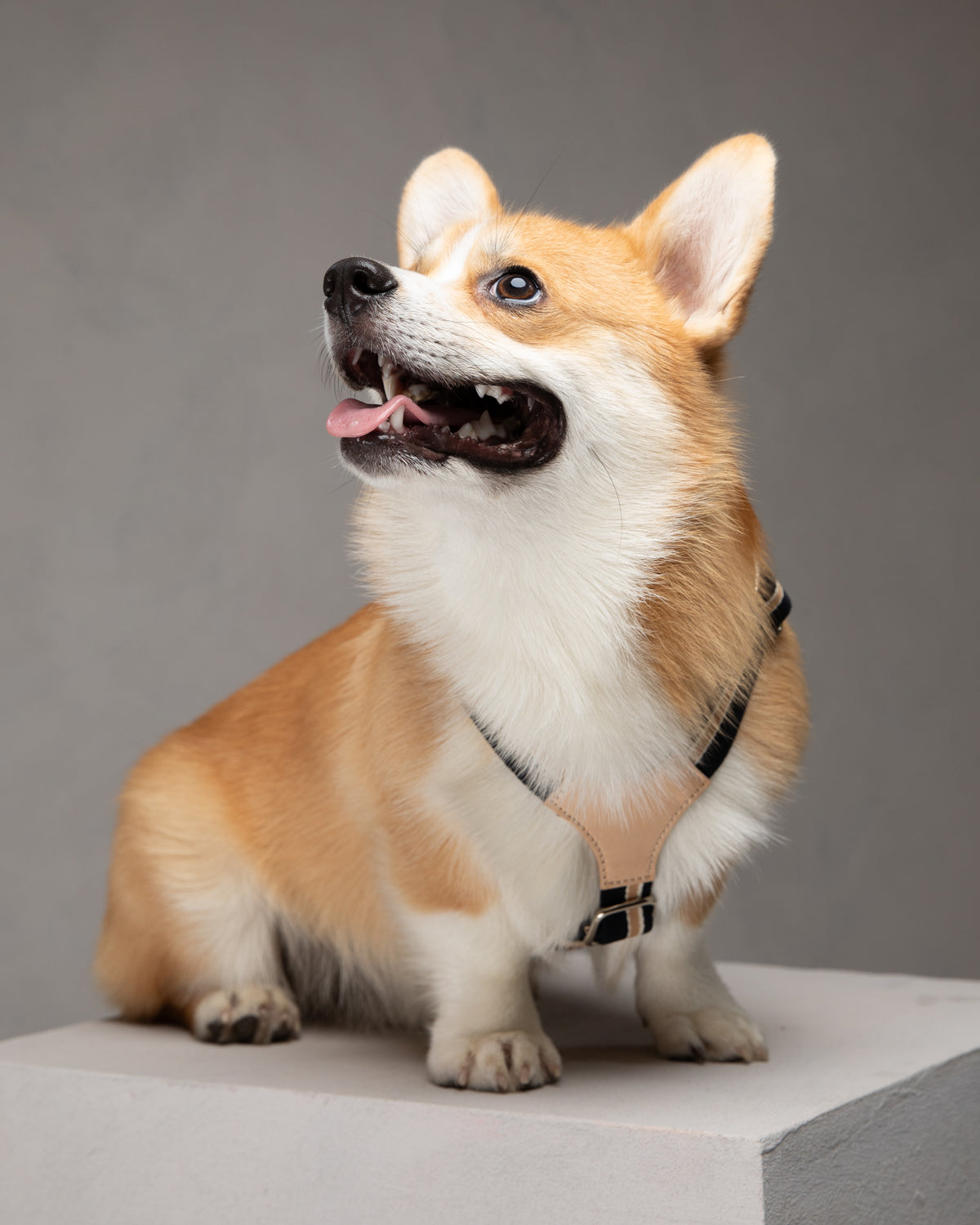 Franco – Y-Shaped Ribbon & Leather Dog Harness