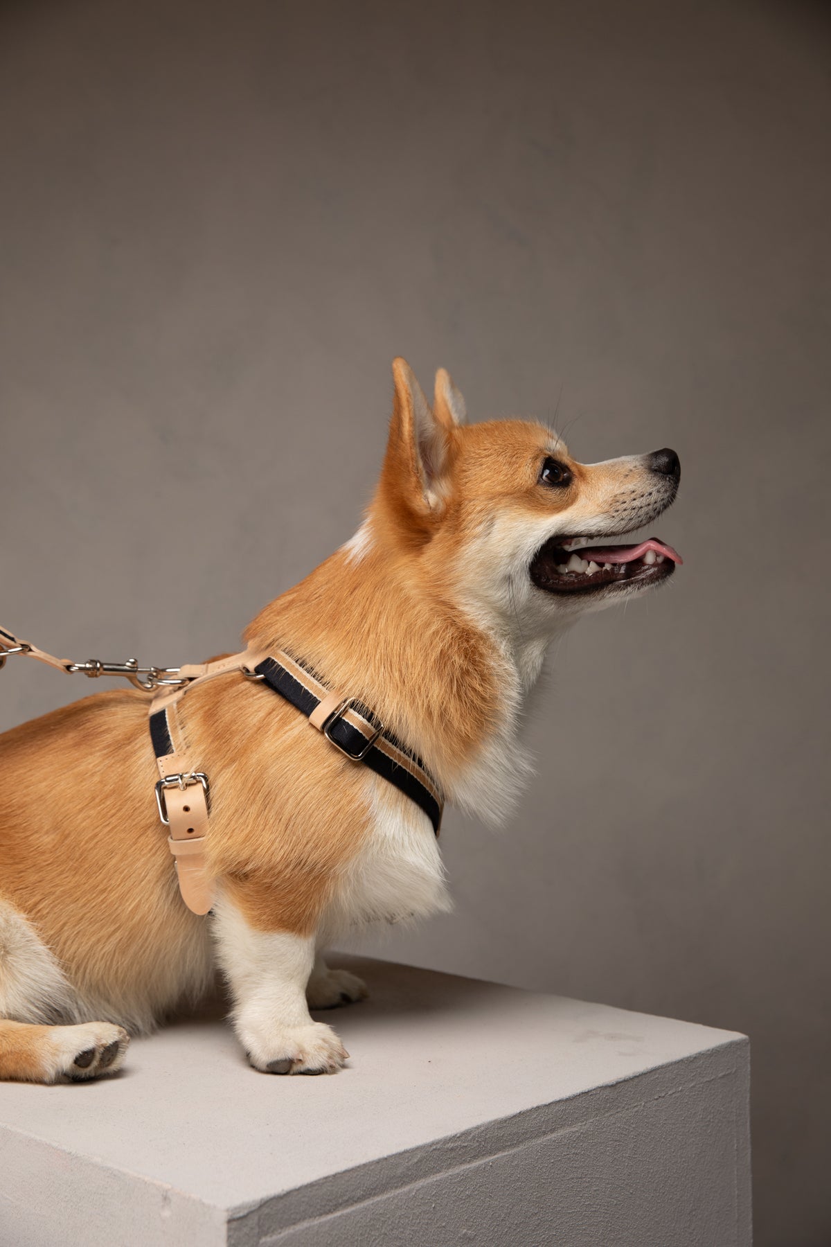 Franco – Y-Shaped Ribbon & Leather Dog Harness