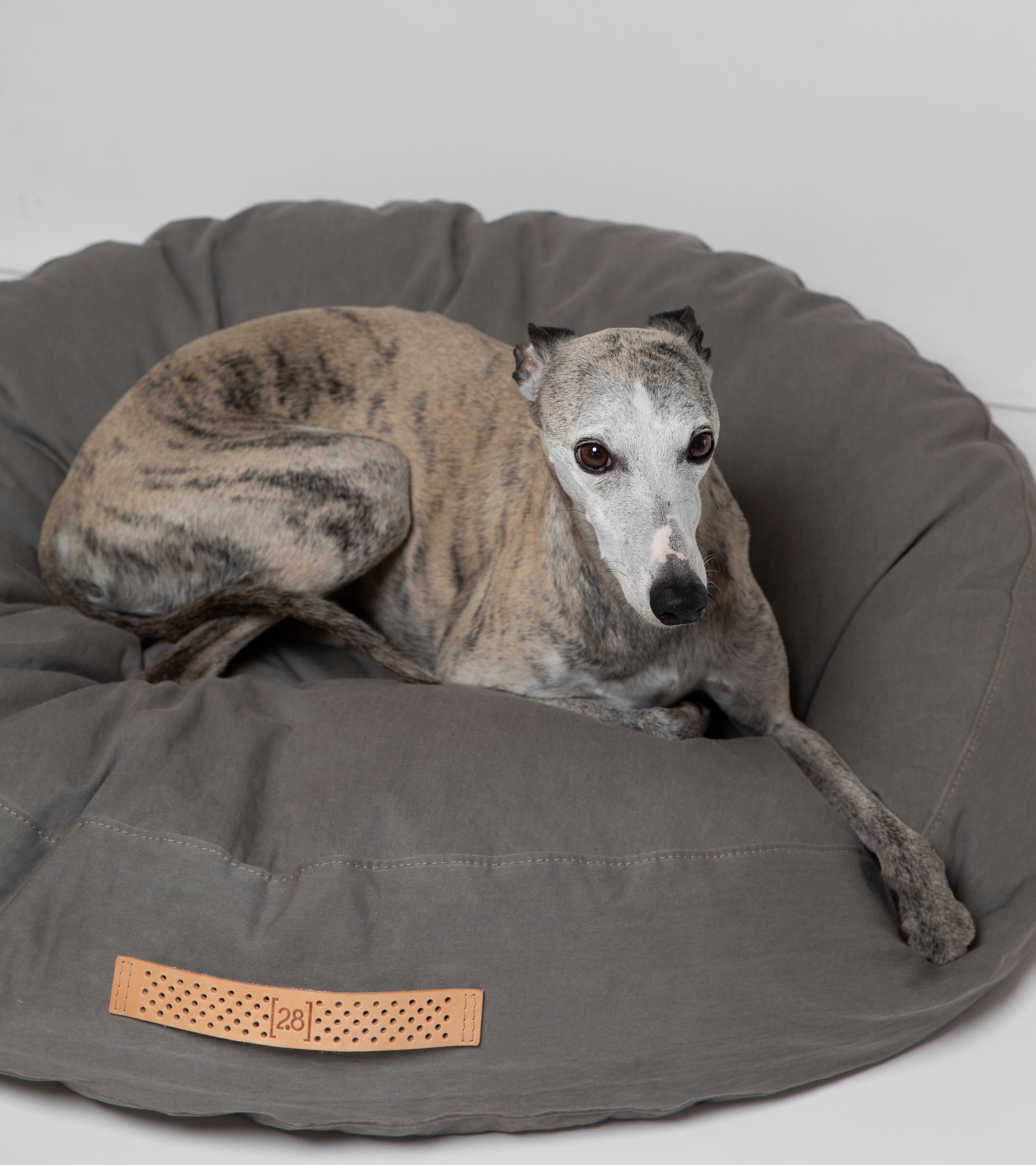 grey-cushion-dog-4.jpg