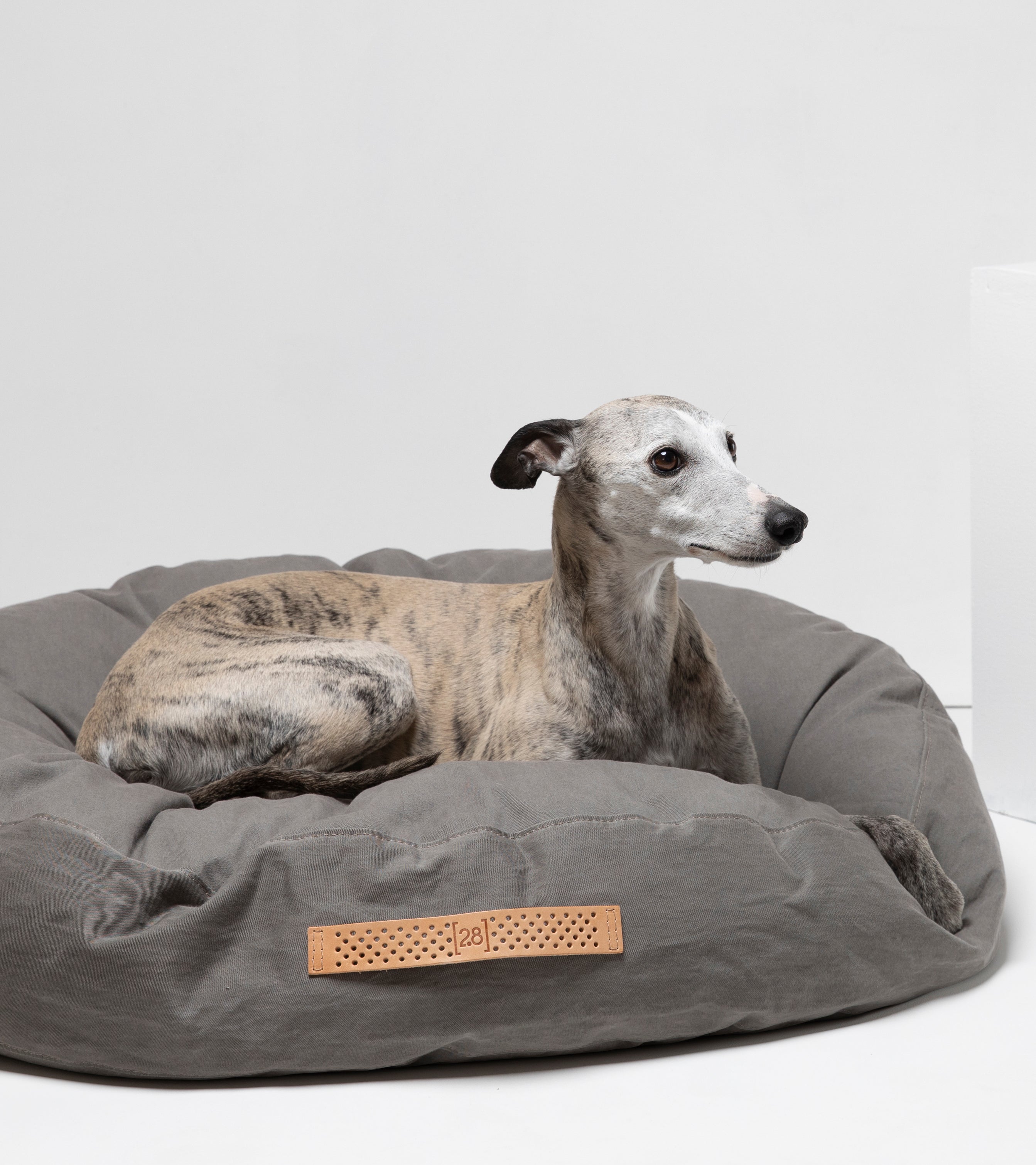 grey-cushion-dog-5.jpg
