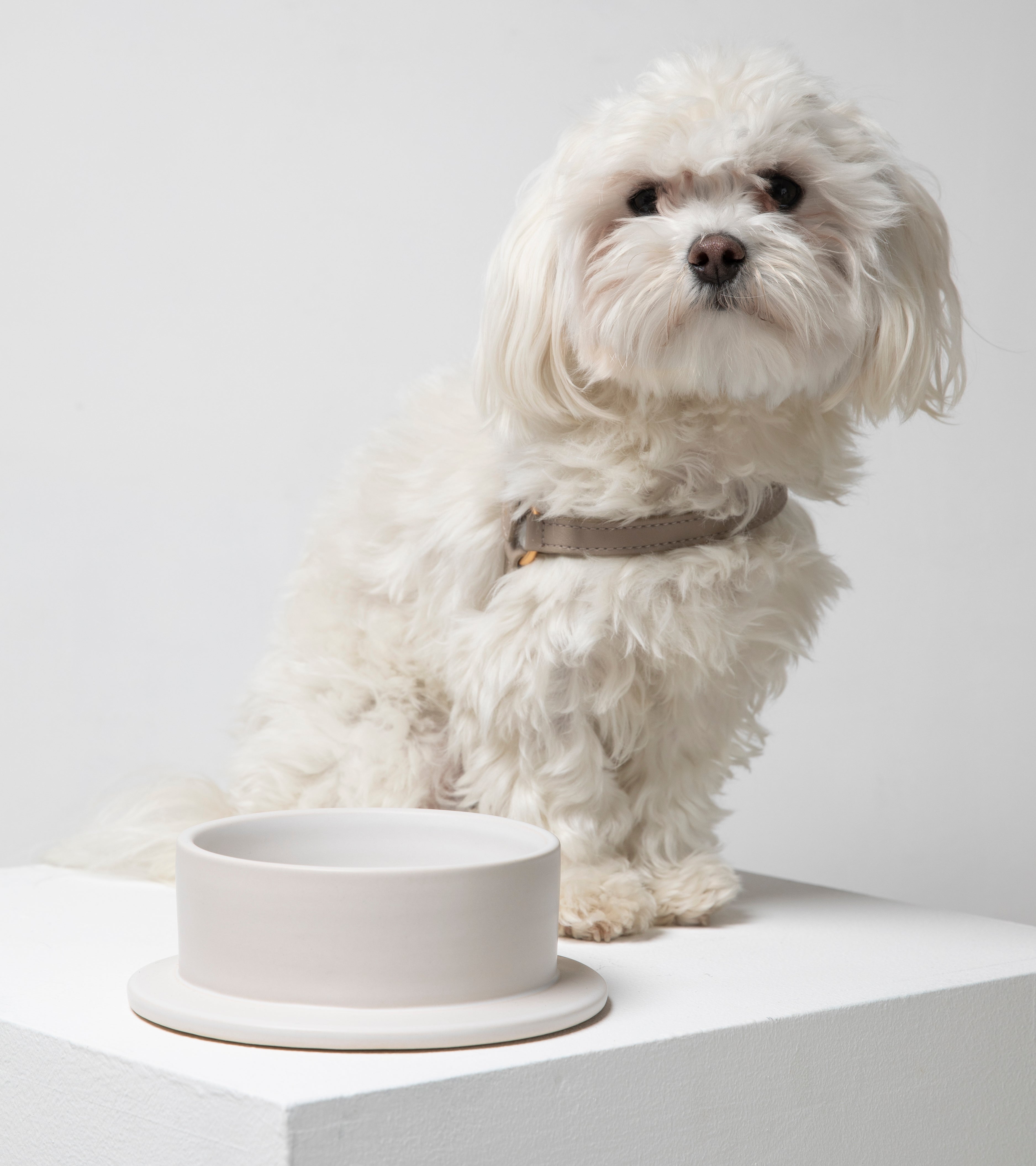 luxury-dog-bowl.jpg