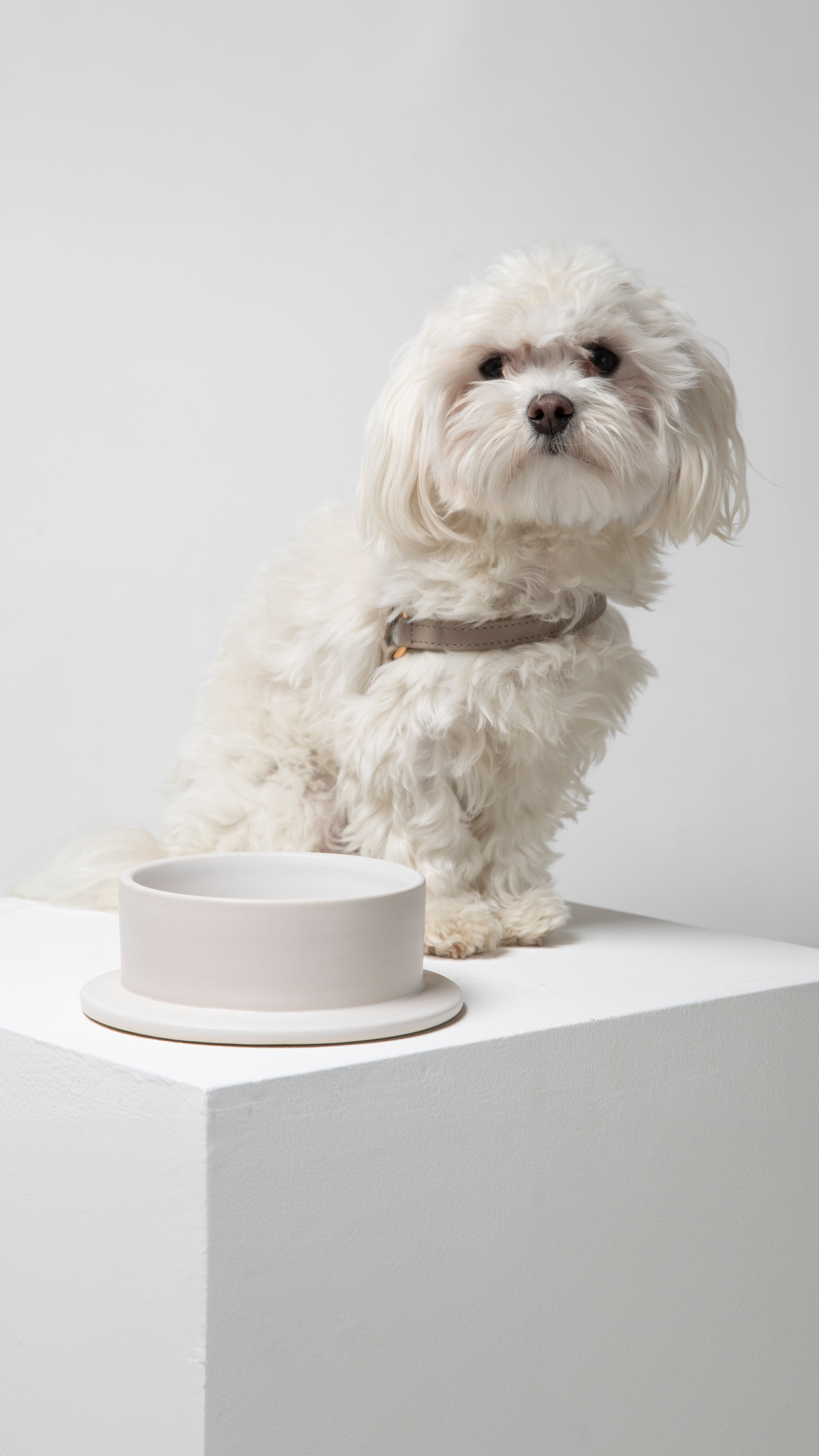 luxury-dog-bowl_8be252e1-50f0-429a-b9c3-076b4d4bc46e.jpg