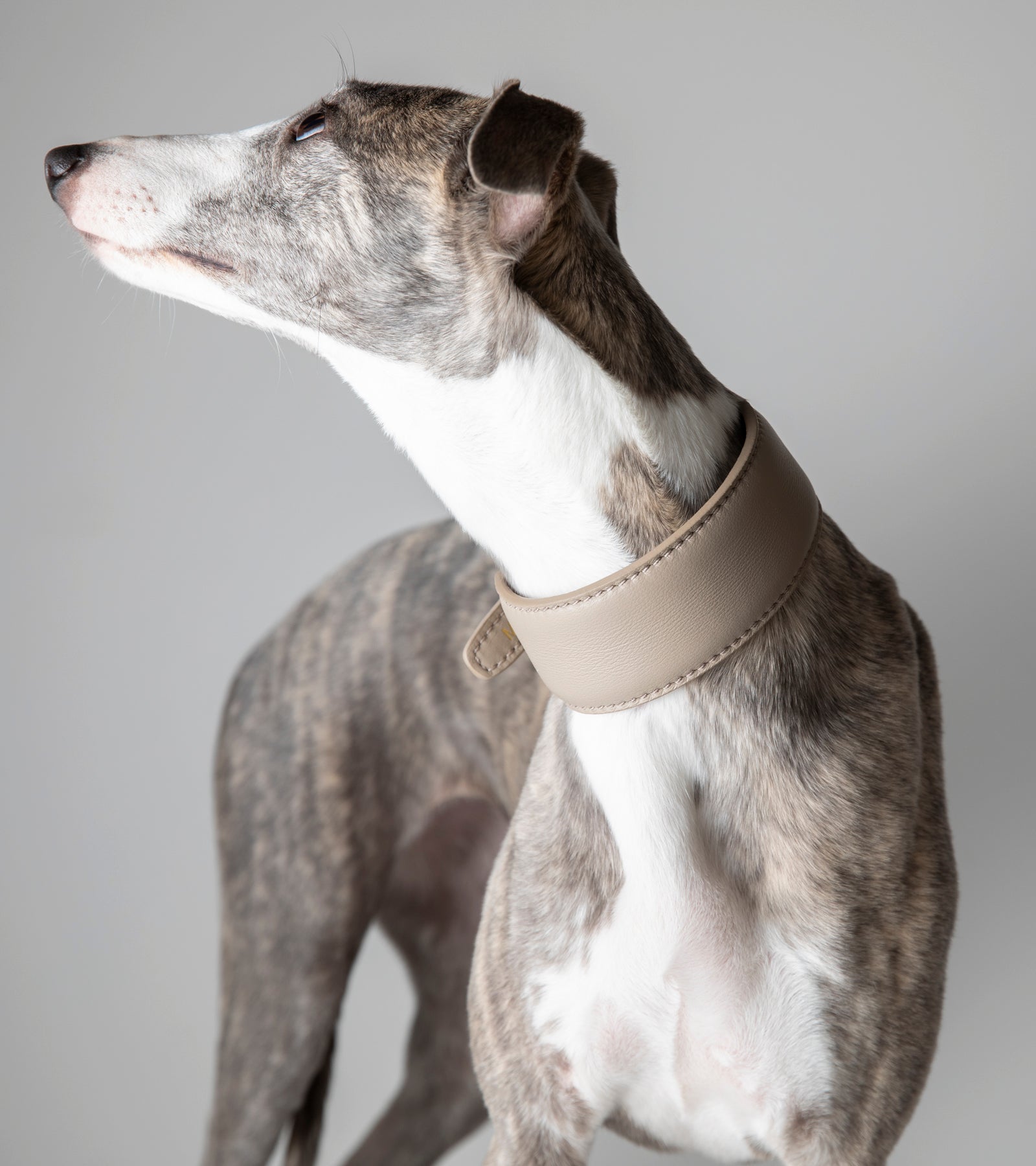 mario-sighthound-collar_10_di_10.jpg