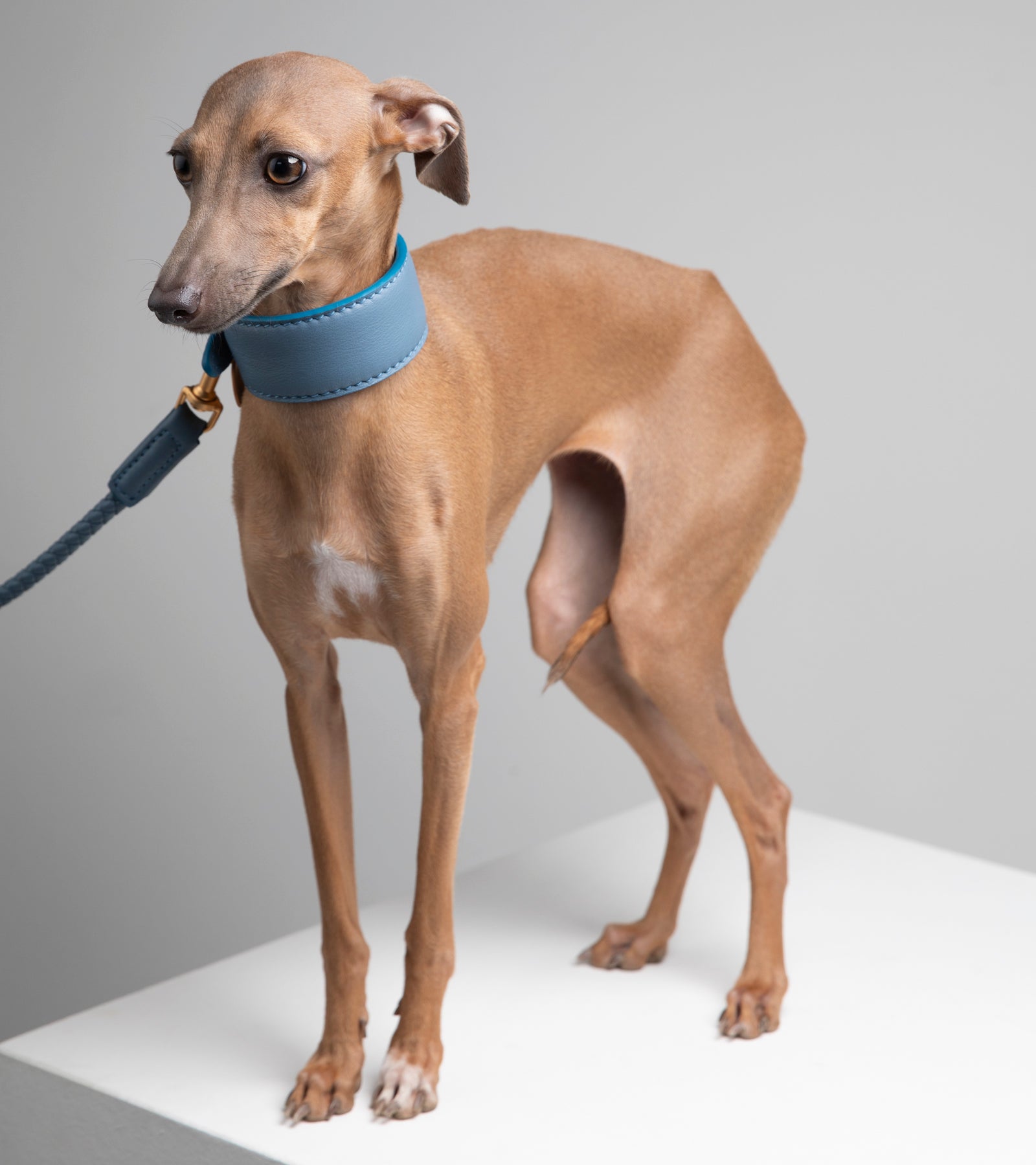 mario-sighthound-collar_1_di_1_-3.jpg