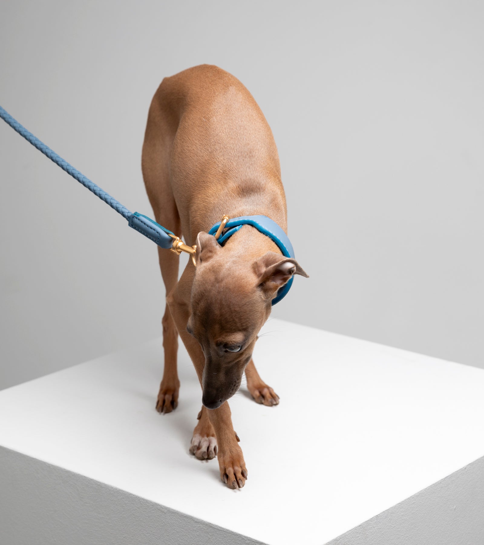 mario-sighthound-collar_1_di_1_-4.jpg