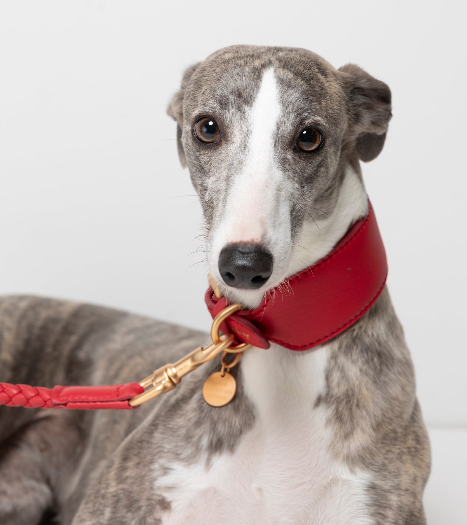 mario-sighthound-collar_1_di_4_90e97340-fb1d-4e8b-8bc2-8a6df42b49b7.jpg