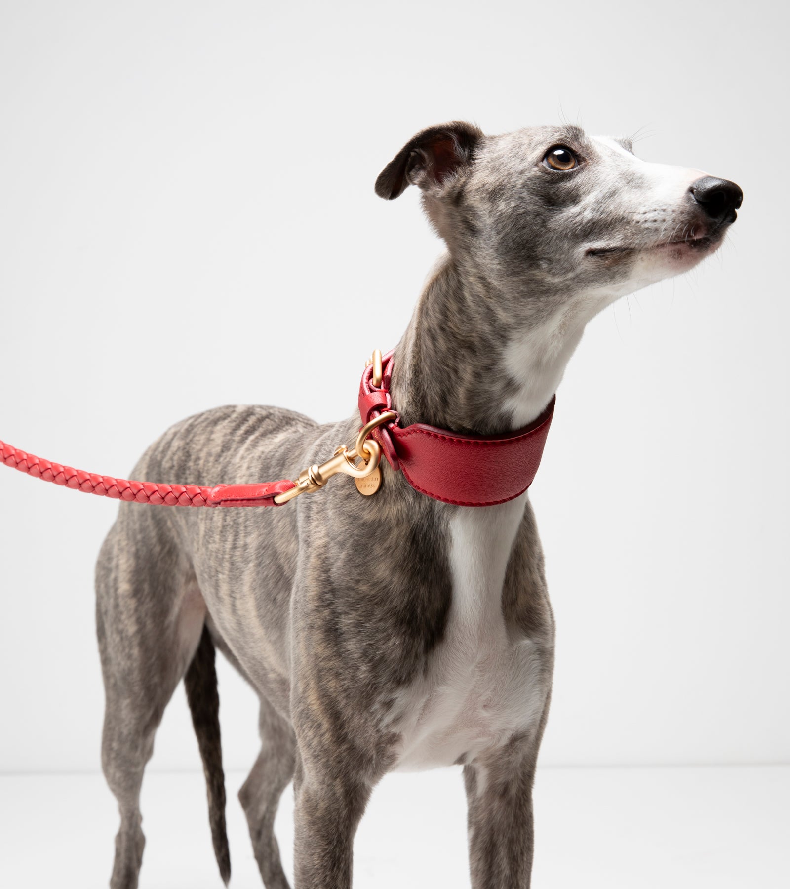 mario-sighthound-collar_2di4.jpg