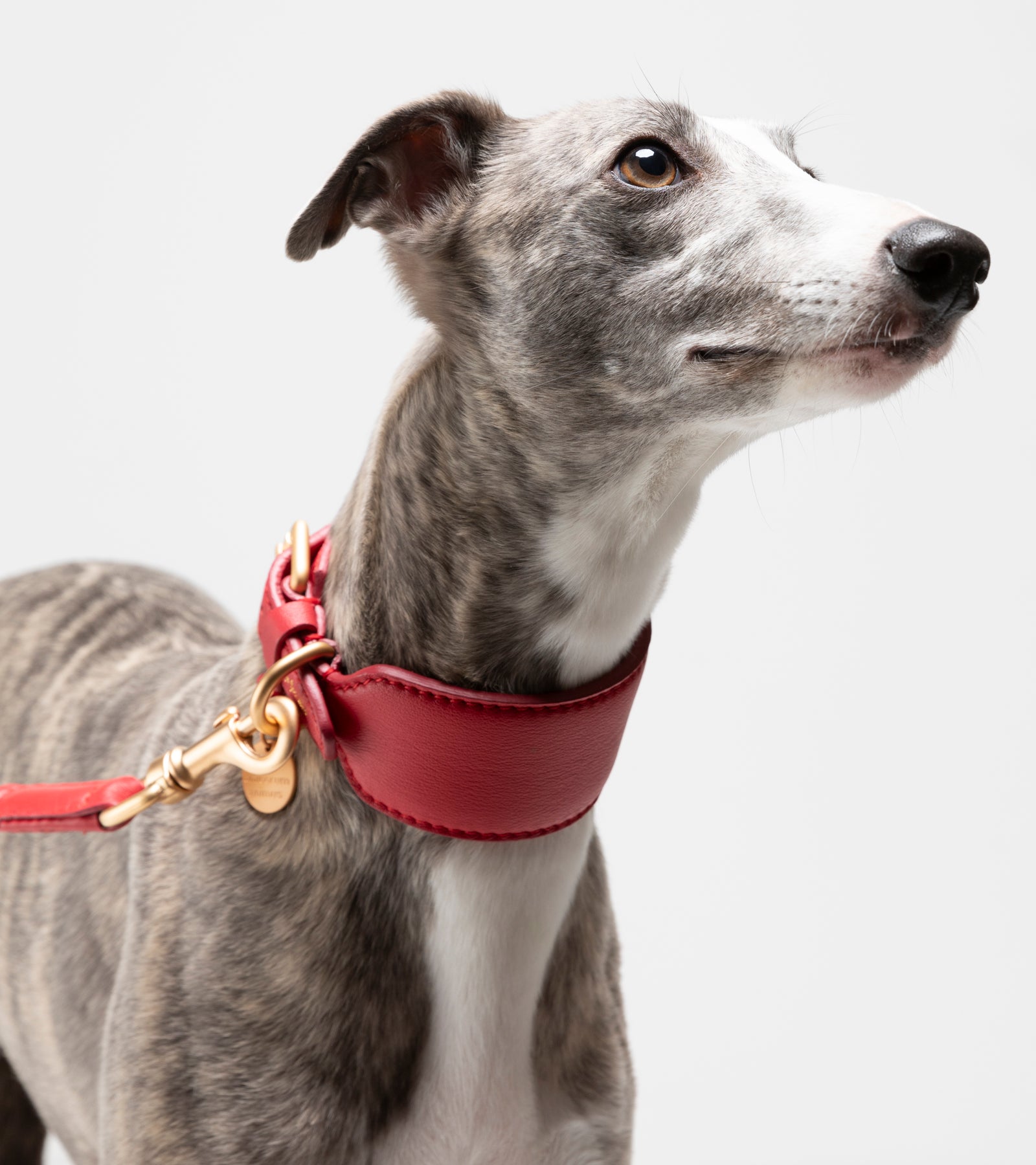 mario-sighthound-collar_3_di_4_393271fc-3cfc-4c37-8b76-9592939f78d1.jpg