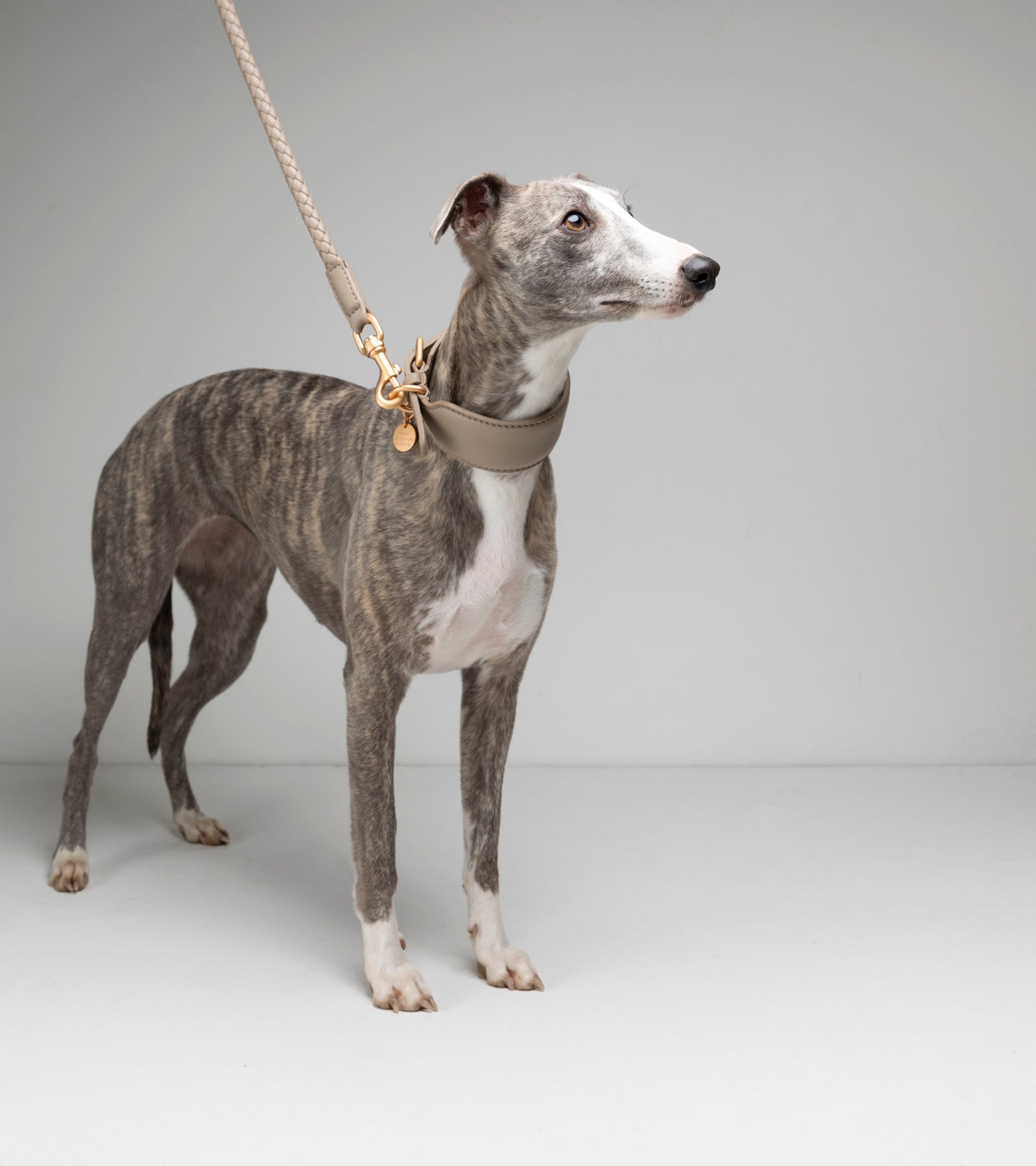 mario-sighthound-collar_3di10.jpg