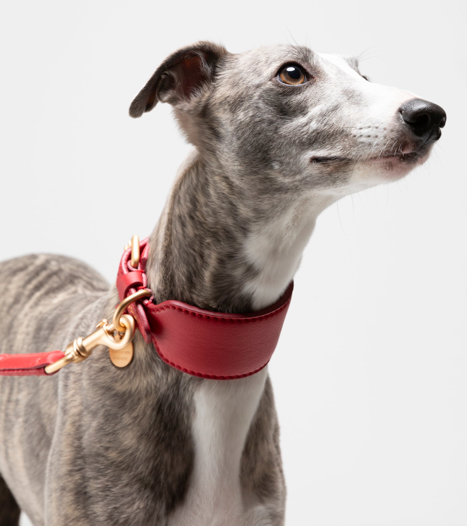 mario-sighthound-collar_3di4.jpg
