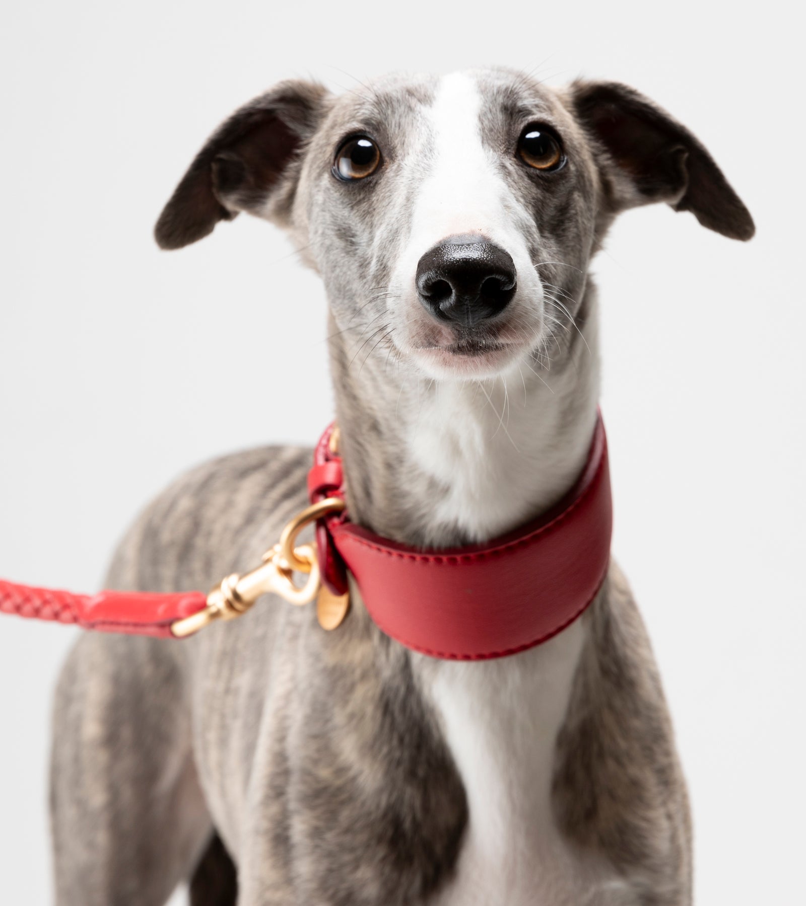 mario-sighthound-collar_4_di_4_08dd11b0-f8fe-4f54-bab1-3522b8cca10a.jpg