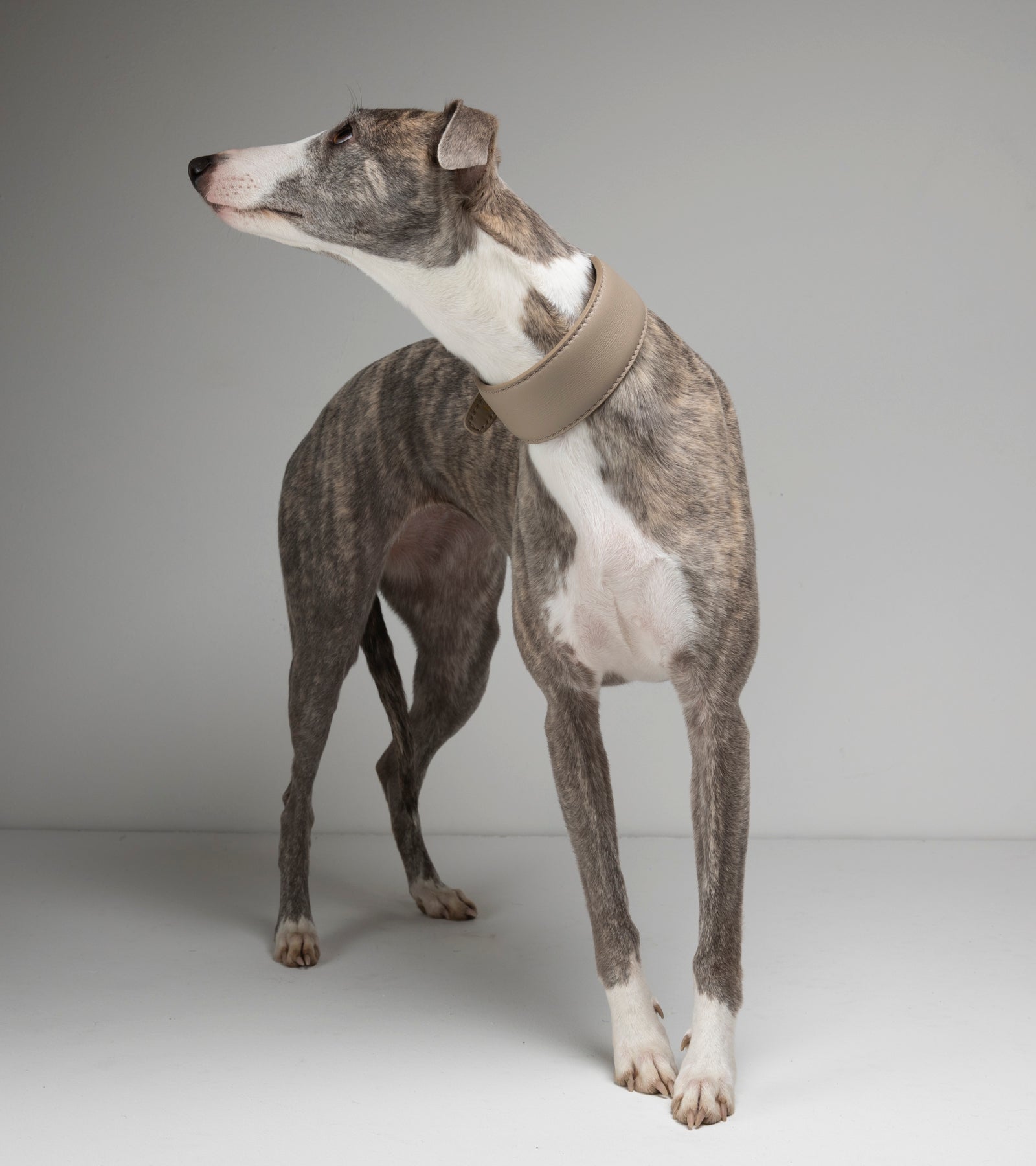 mario-sighthound-collar_7di10.jpg