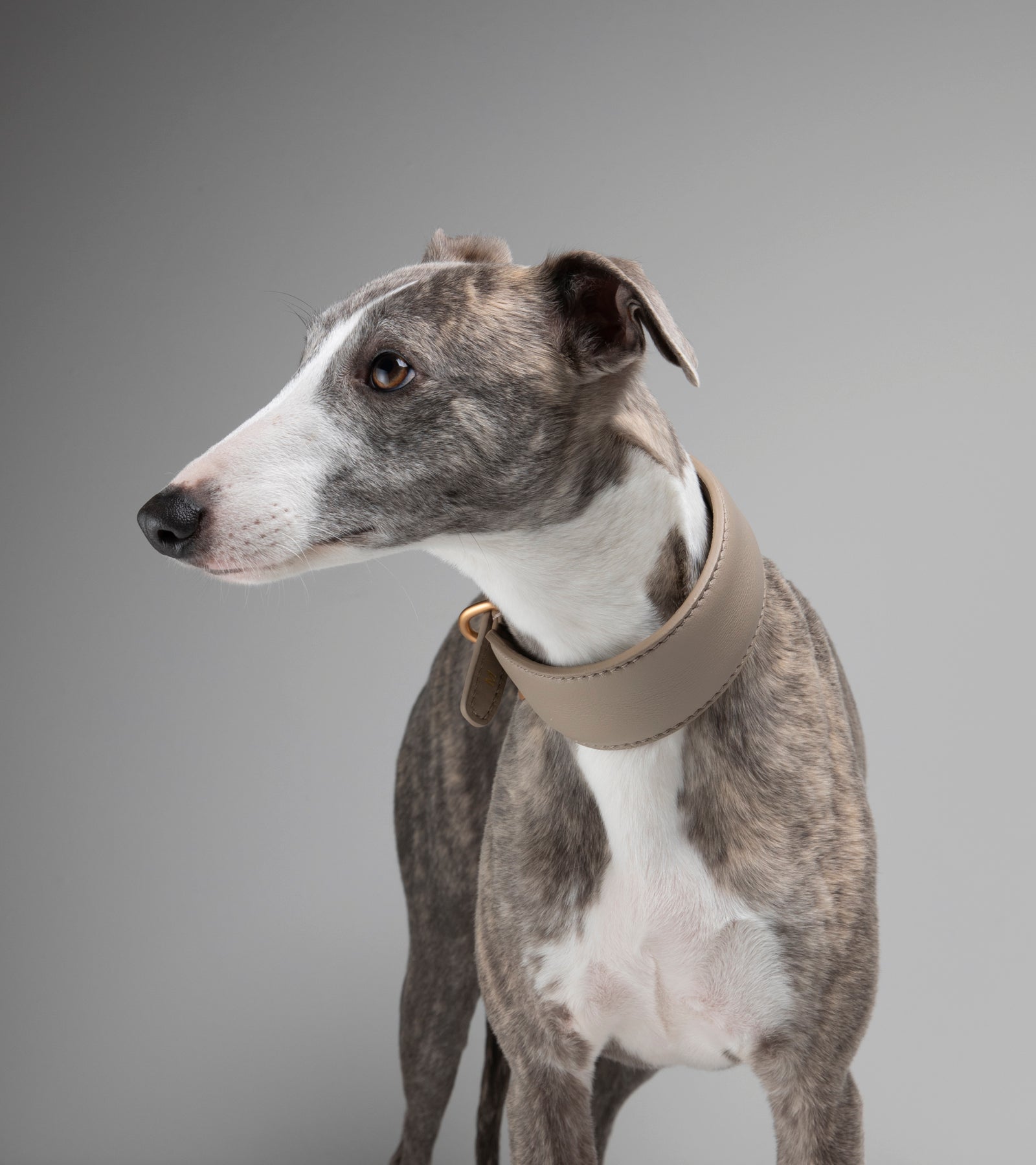 mario-sighthound-collar_8di10.jpg