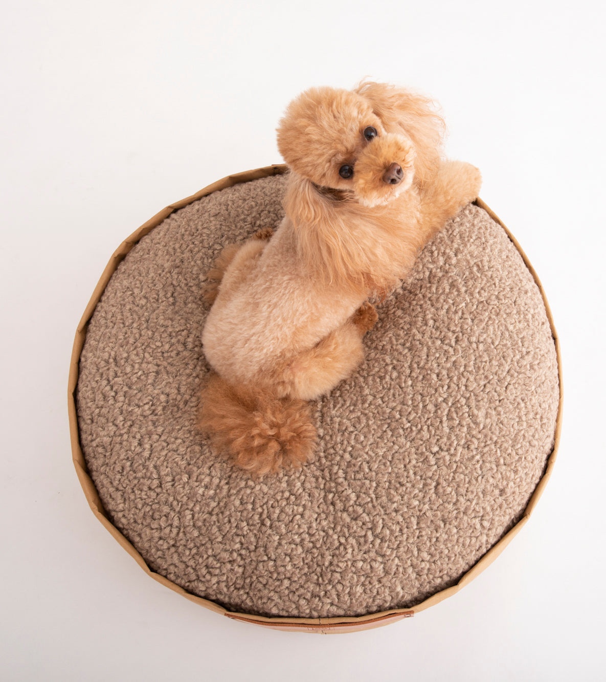 paper-wool-dog-pillow.jpg