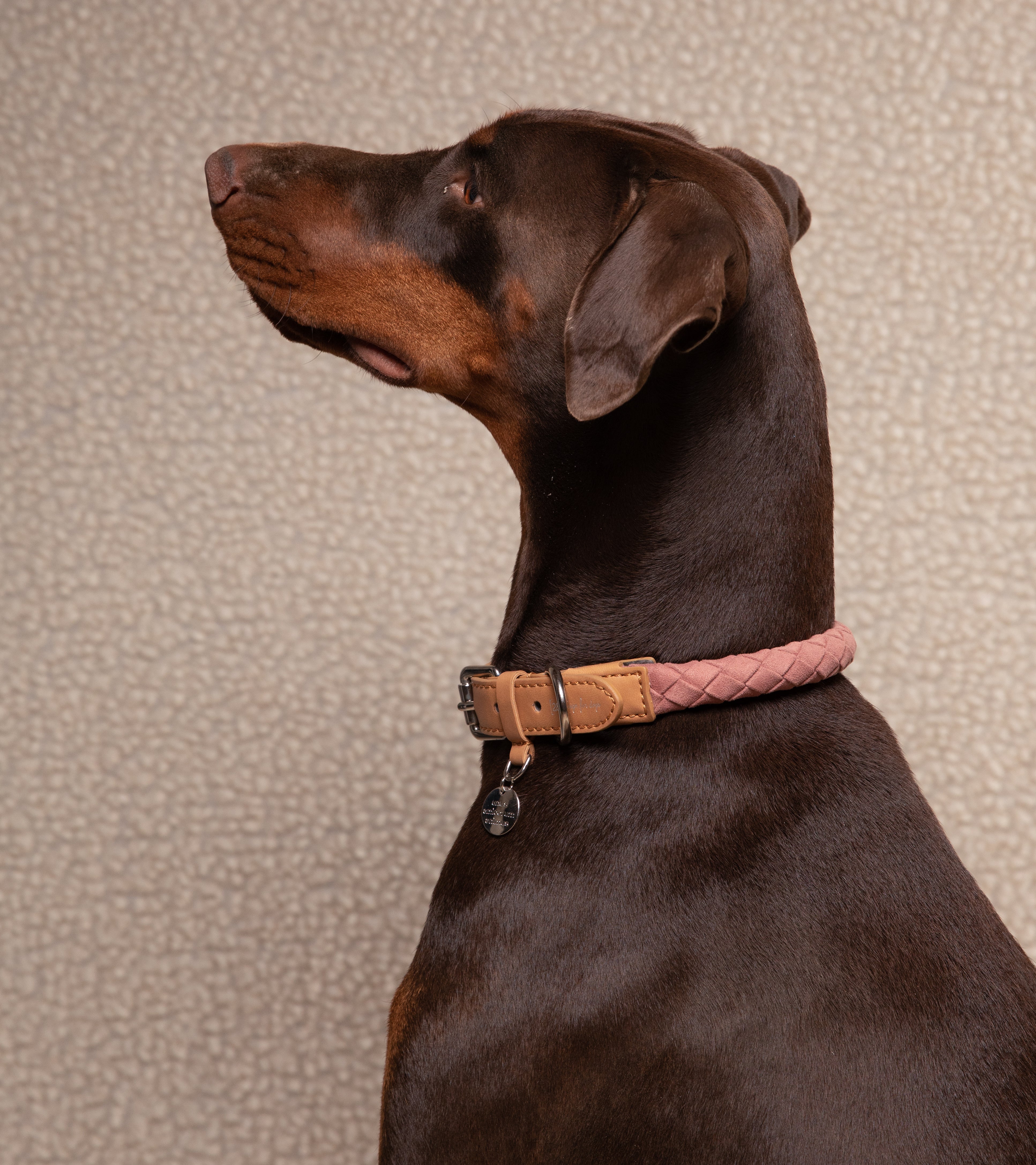 pink-dog-collar.jpg
