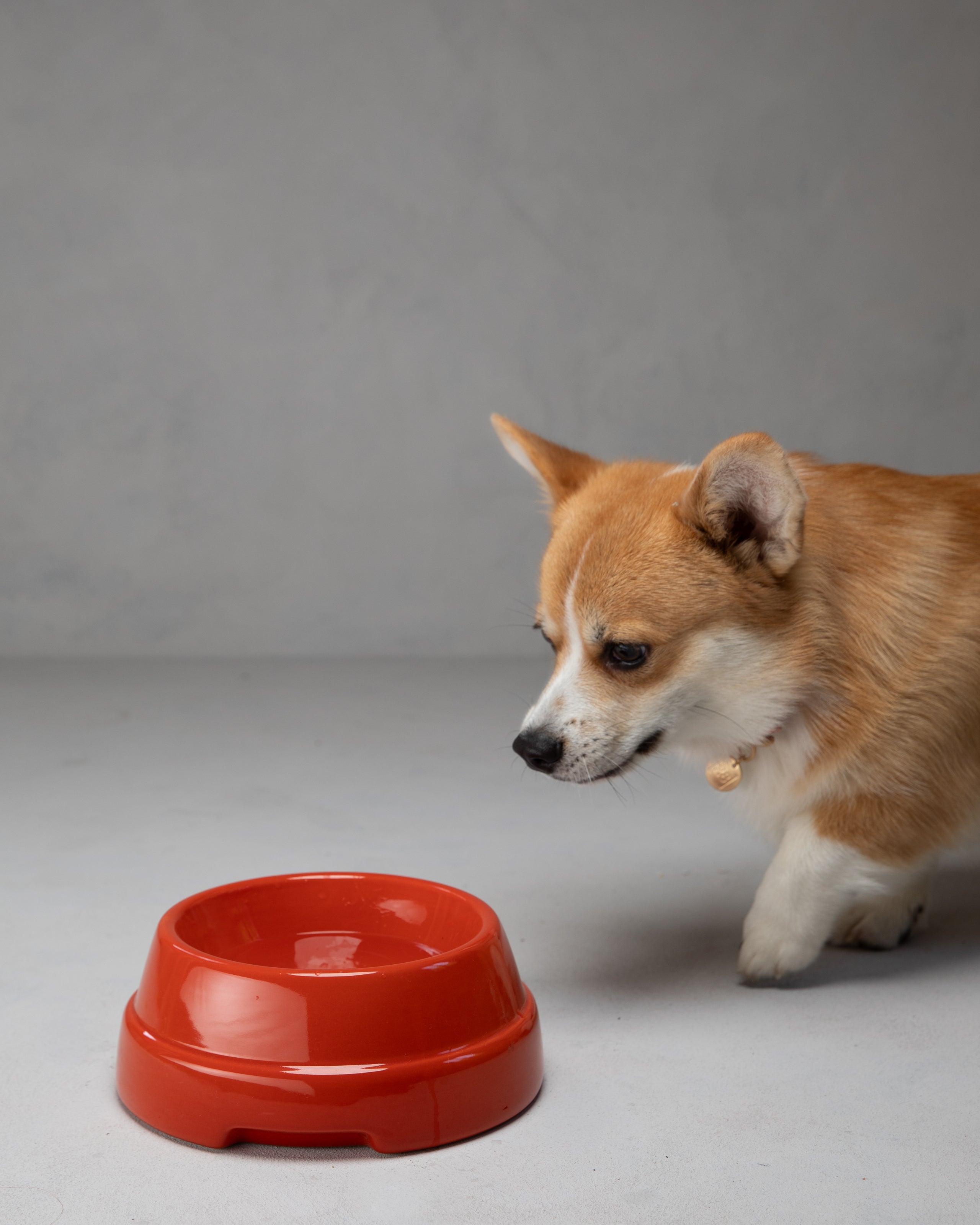 Sebastião - Bol pour chien