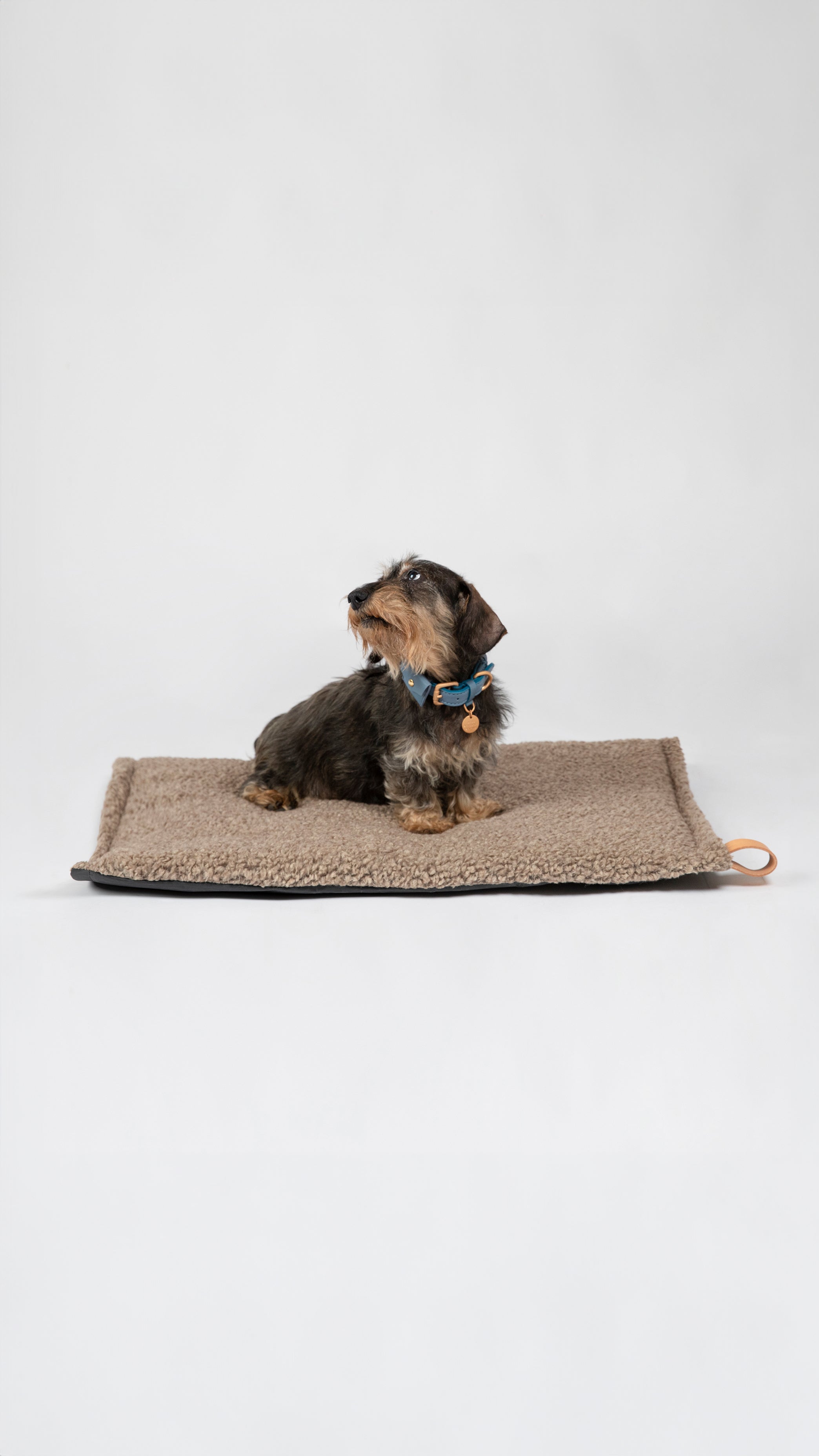 slim-dog-cushion-5_6c109971-bb8a-4223-879f-78fbc750047d.jpg