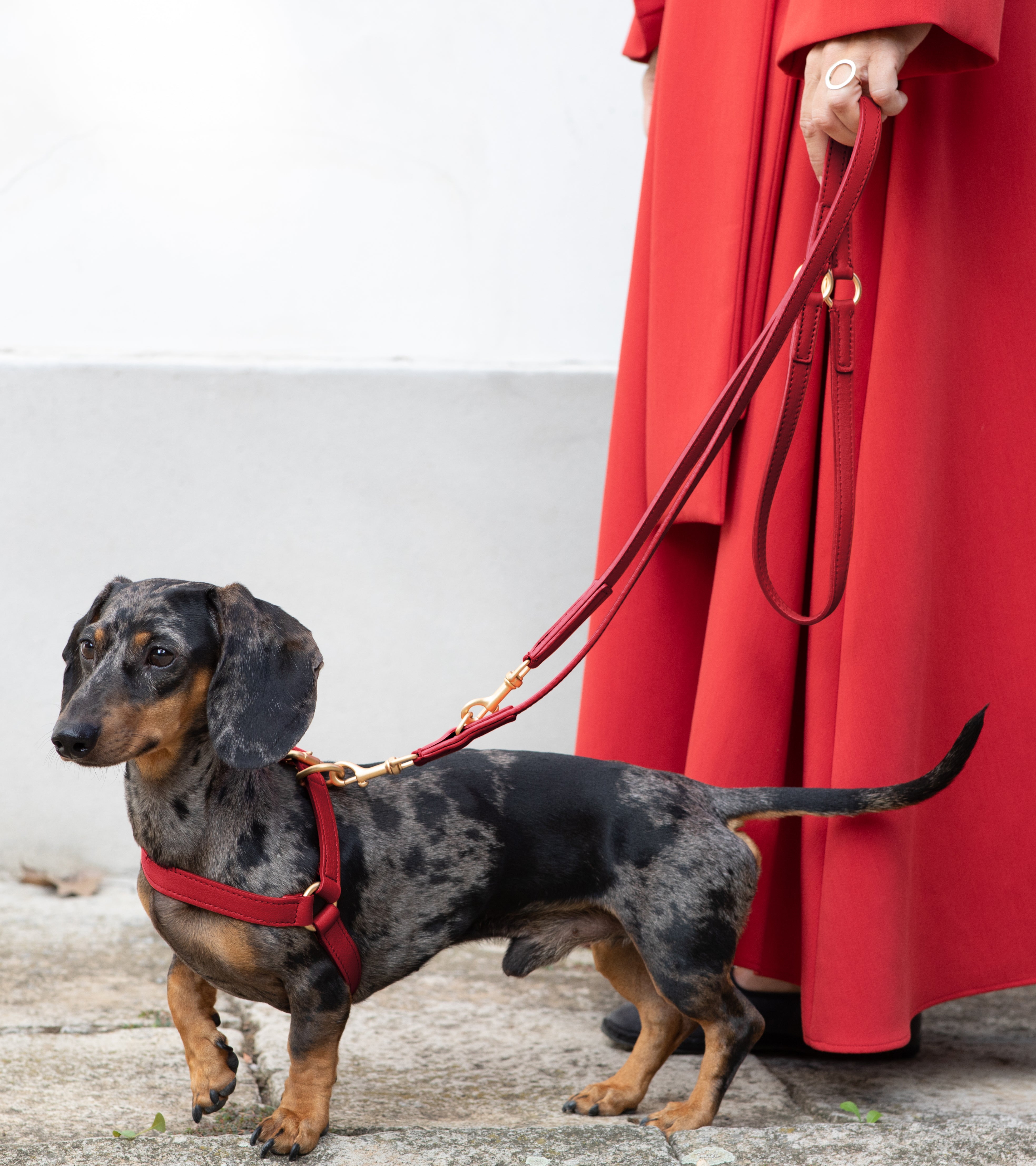 training-leash-dog-red.jpg
