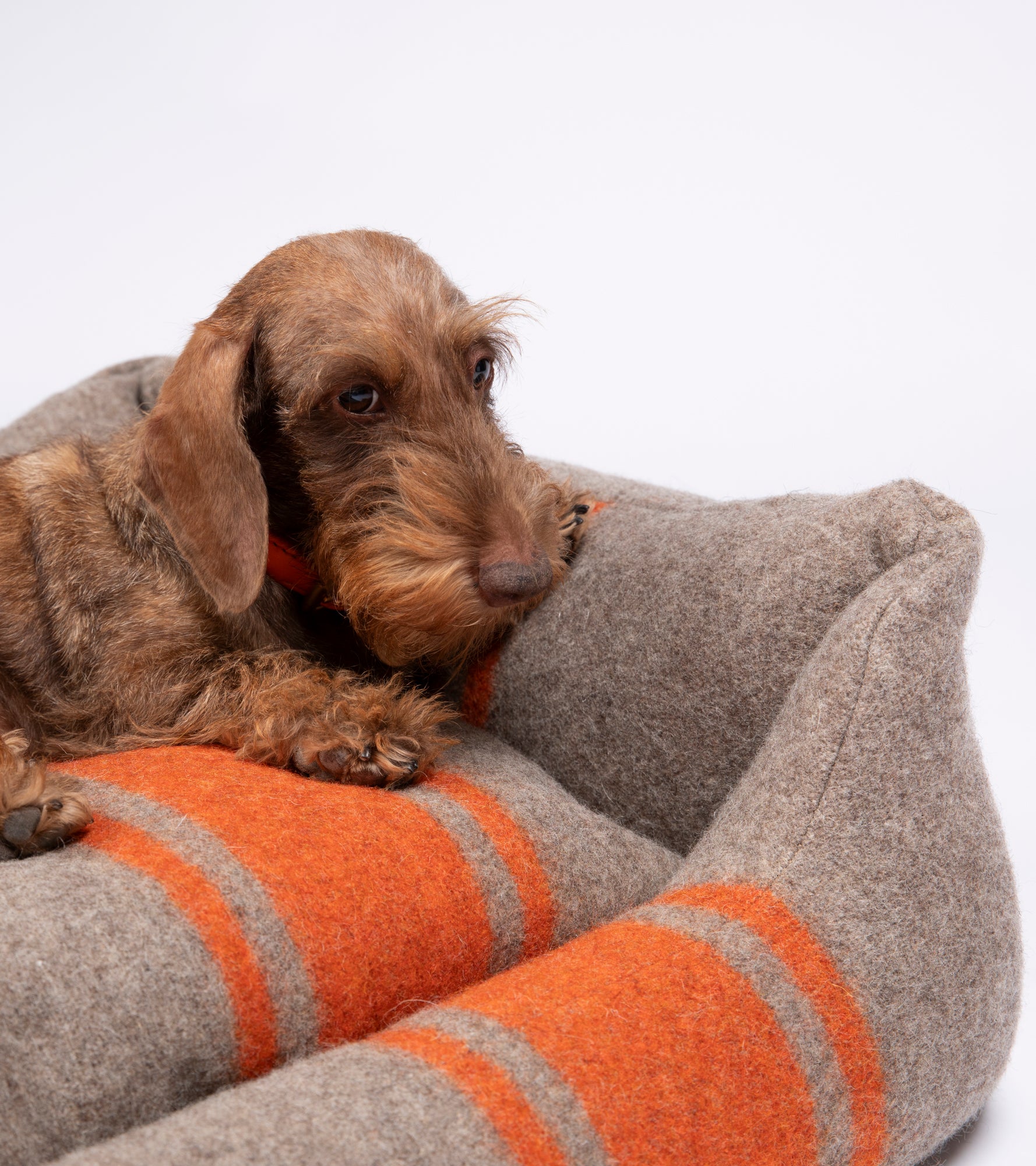 wool-dog-bed-cozy.jpg