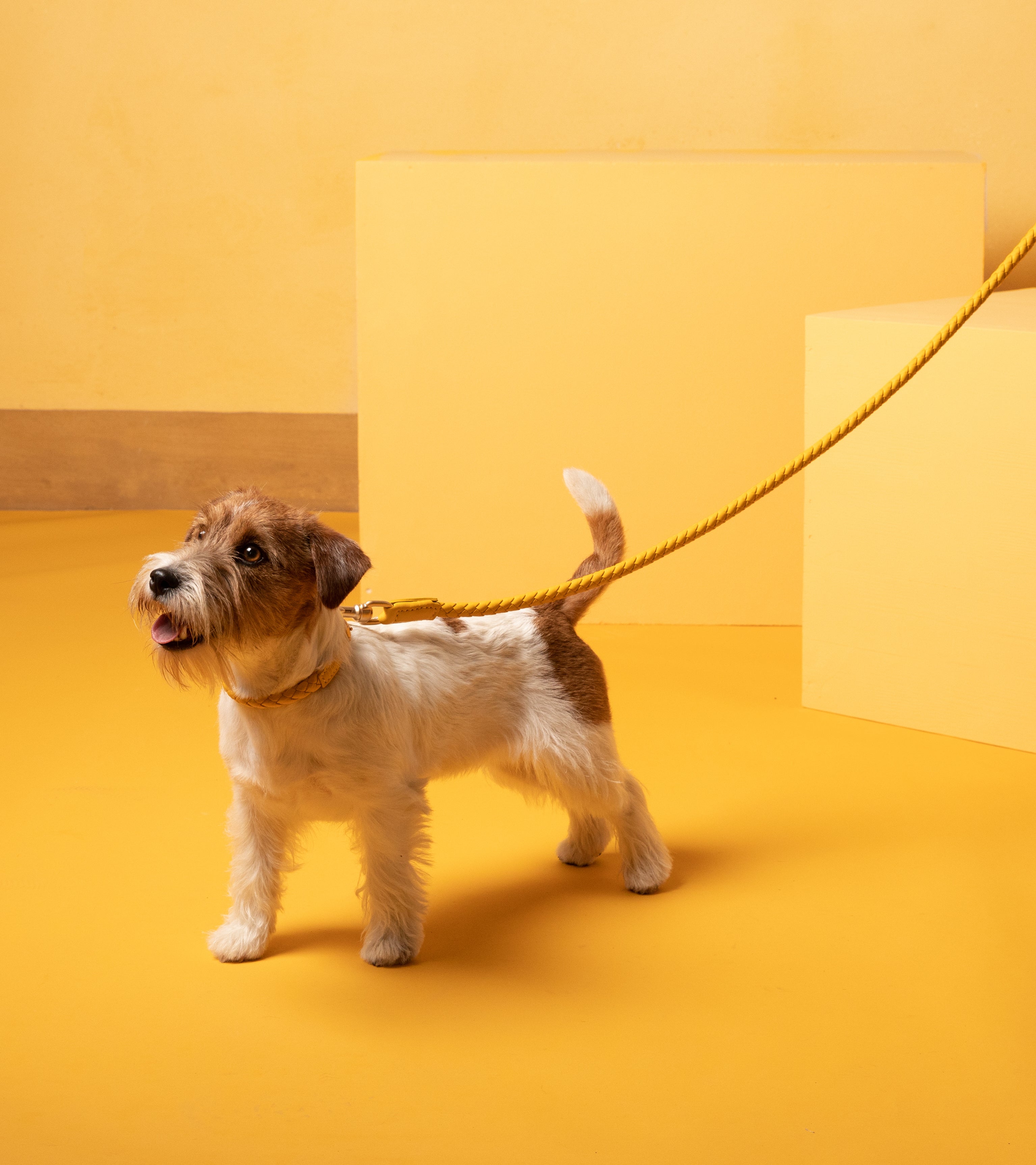 yellow-dog-collar-and-leash.jpg