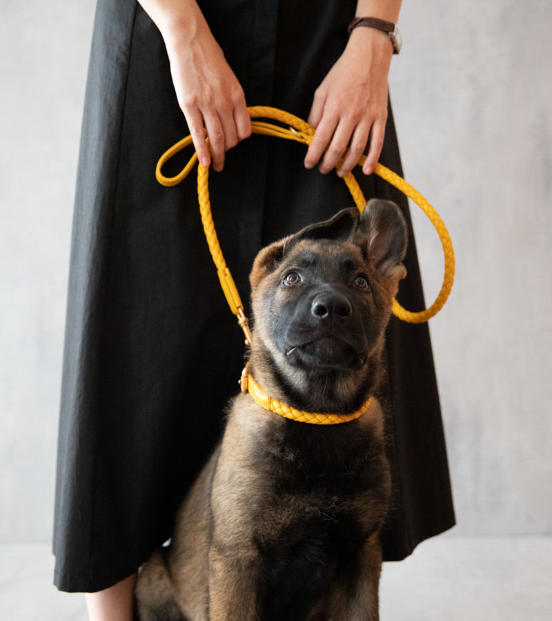 yellow-dog-leather-collar.jpg