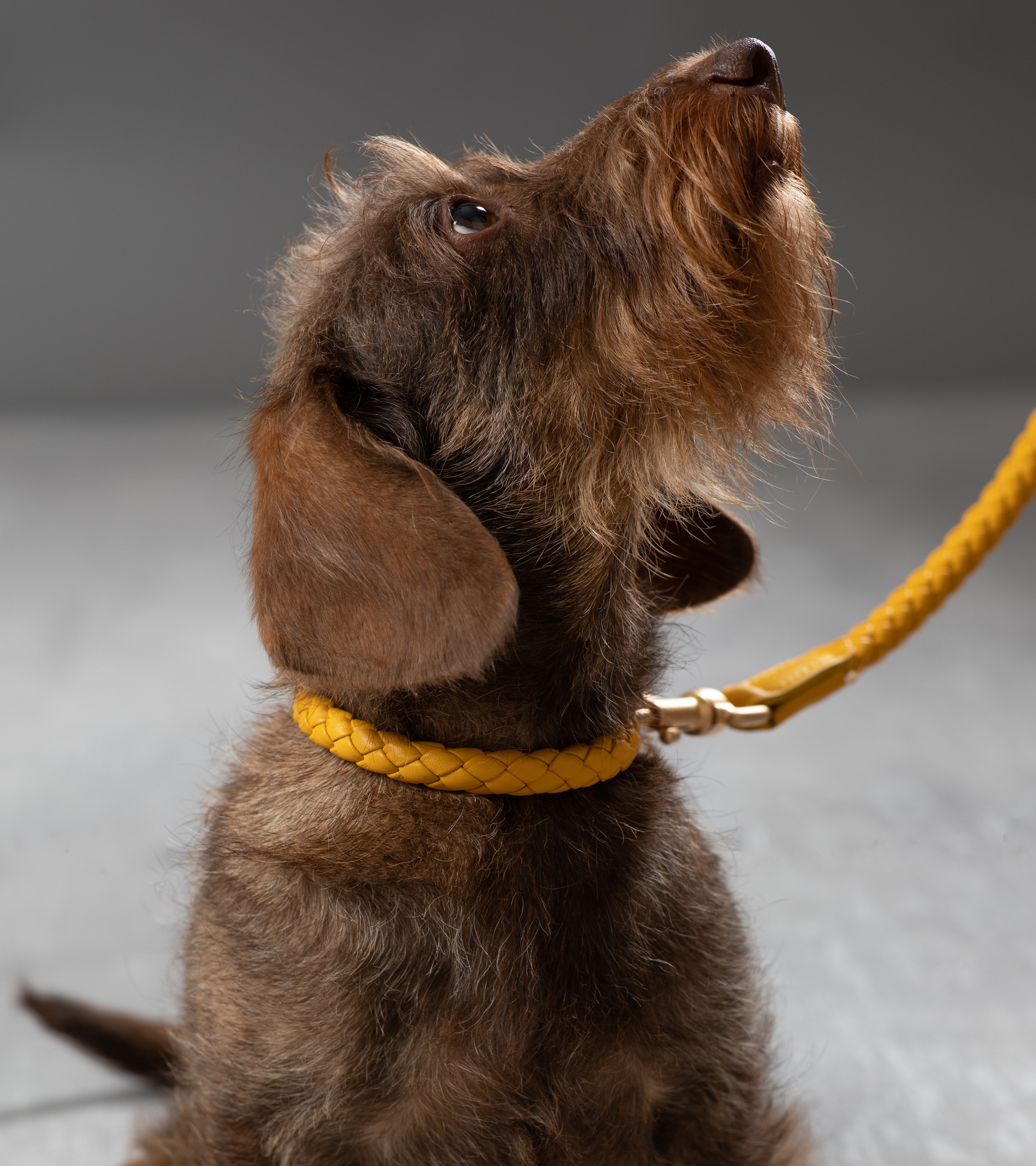 yellow-dog-nappa-leathercollar.jpg